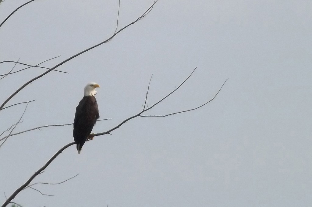 bald_eagle_6x4_ul