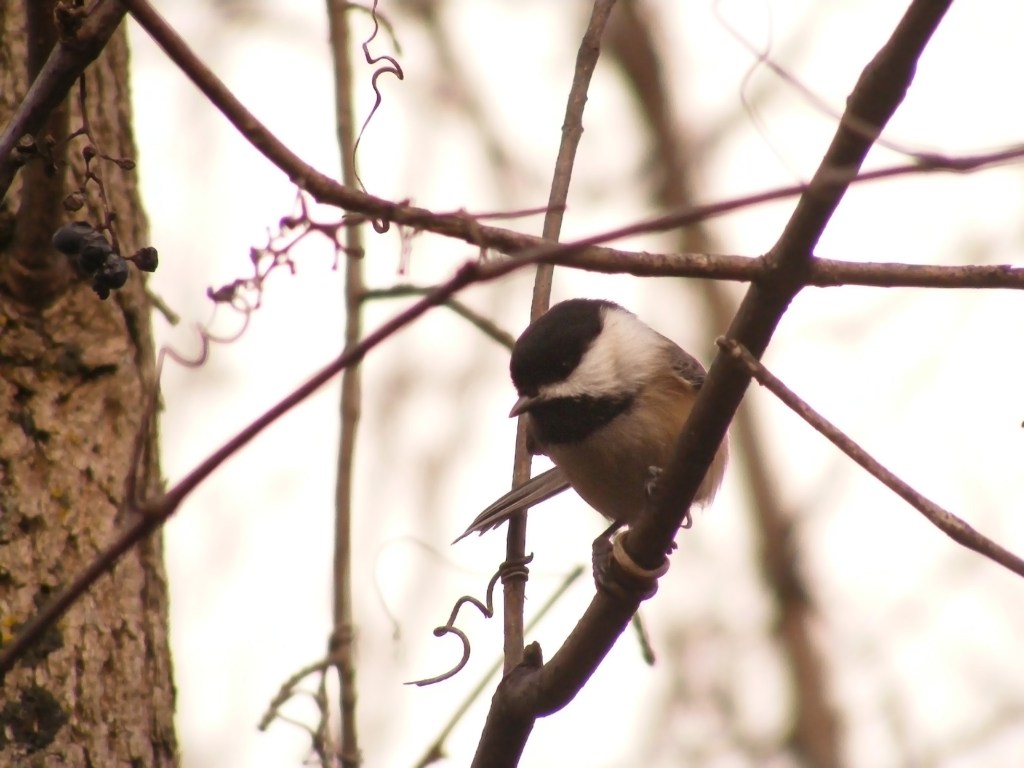 black_cap_chickadee_ul