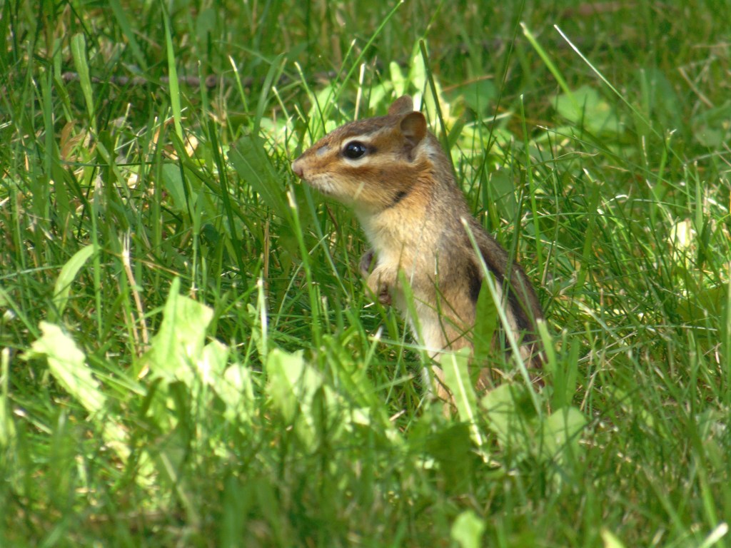 chipmunk_2018_7_ul