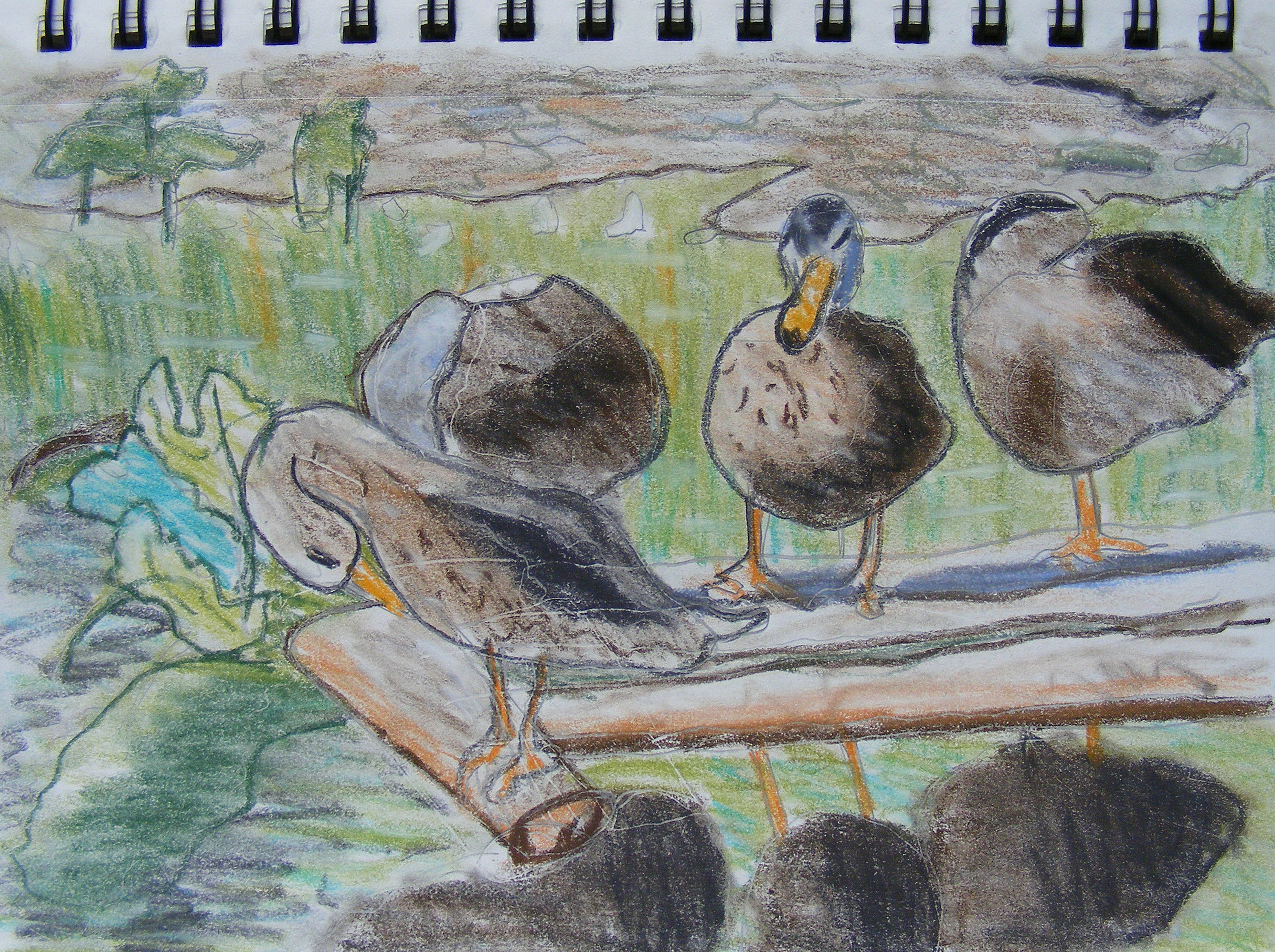 ducks_on_log_pitt1_sq