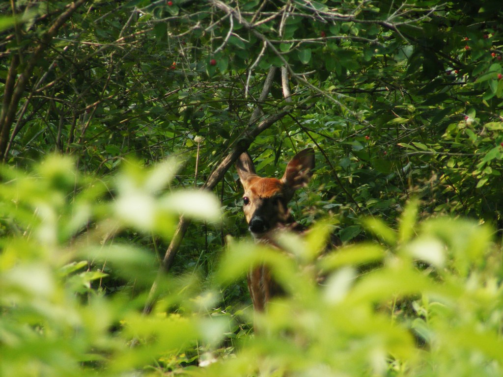 fawn_in_bush_ul