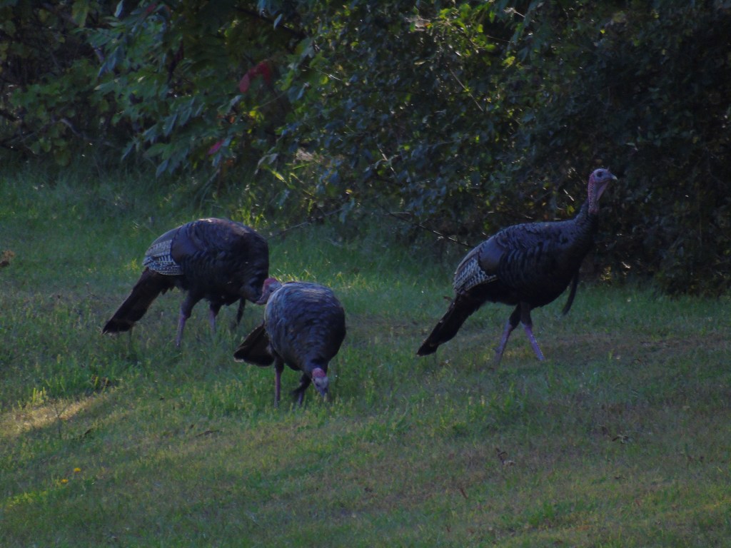 gnat_turkeys16_ul