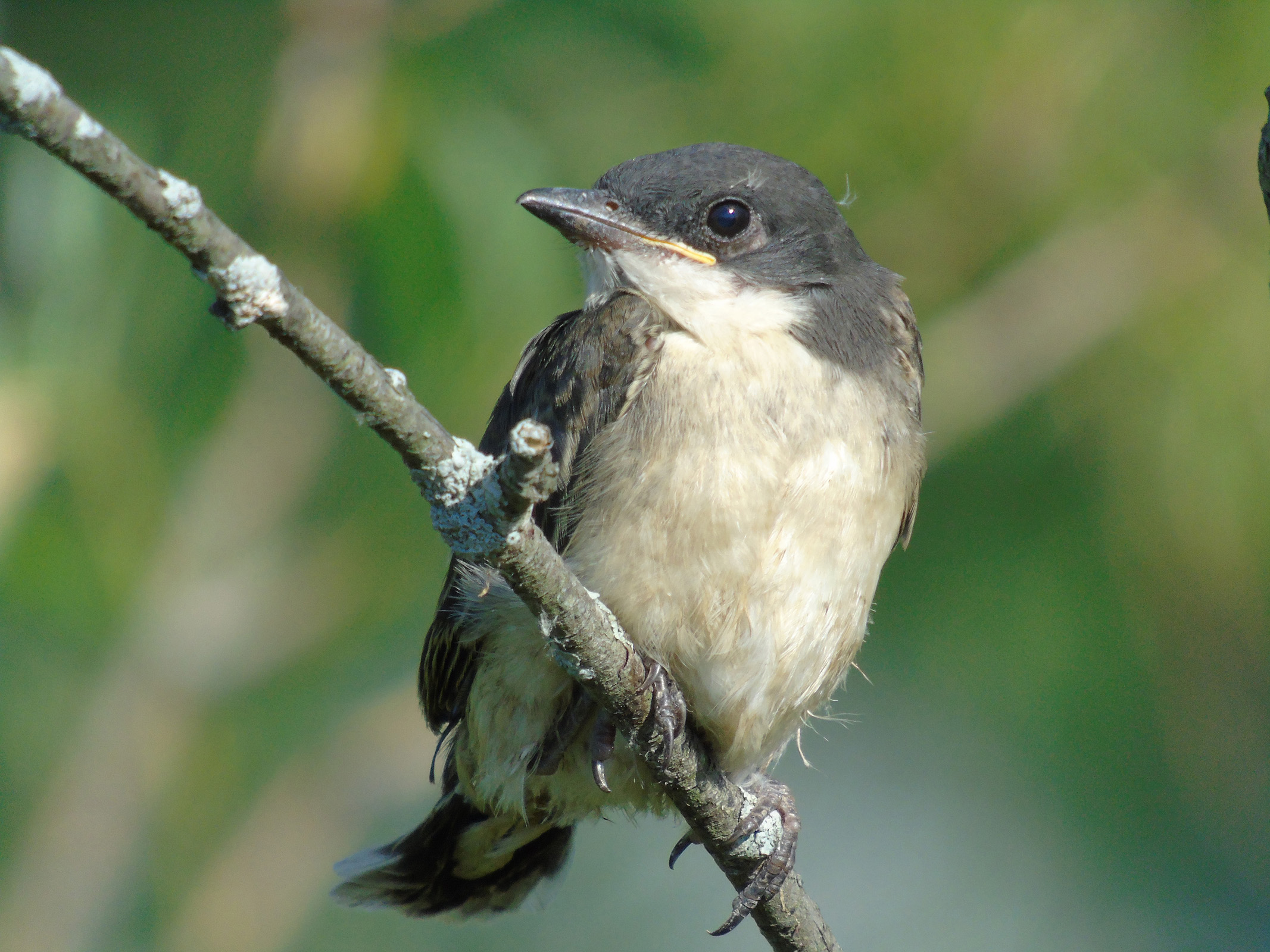 juvinile_tree_swallow4_ul