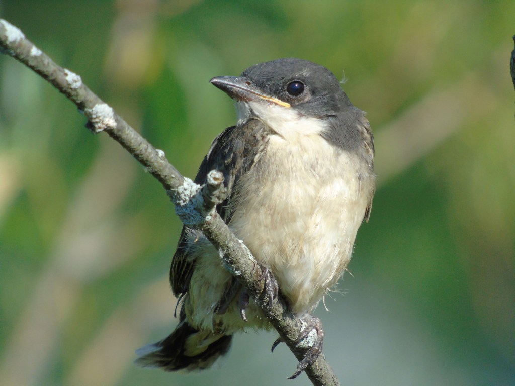 juvinile_tree_swallow4_ul