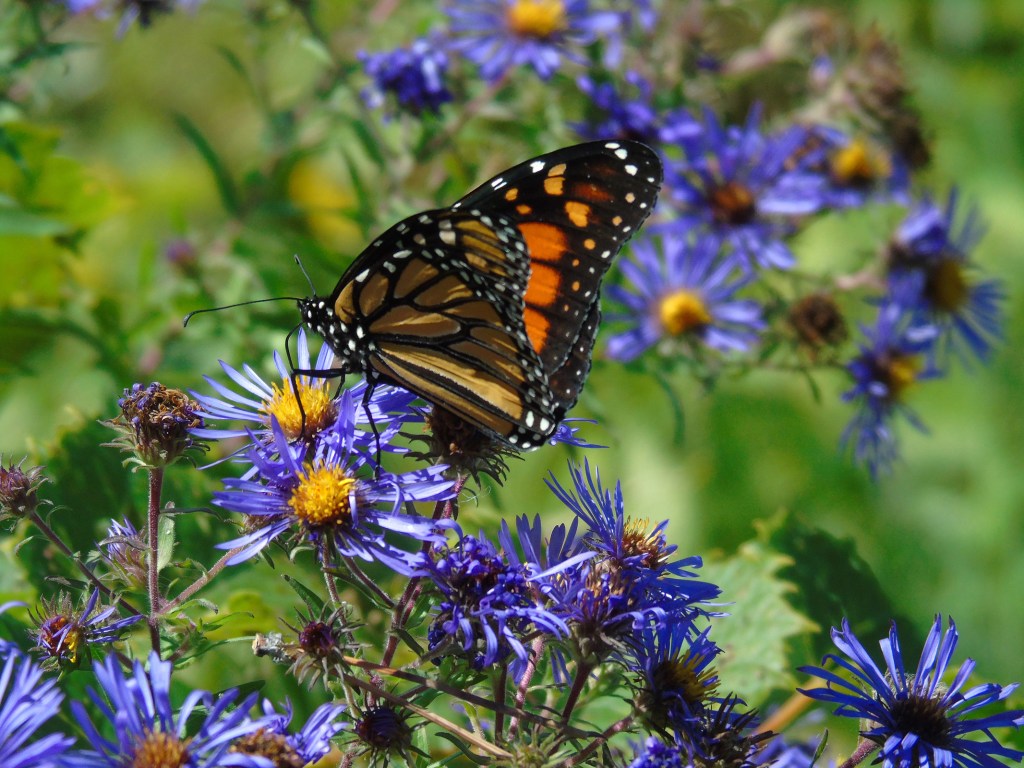 monarch_on_aster6_ul