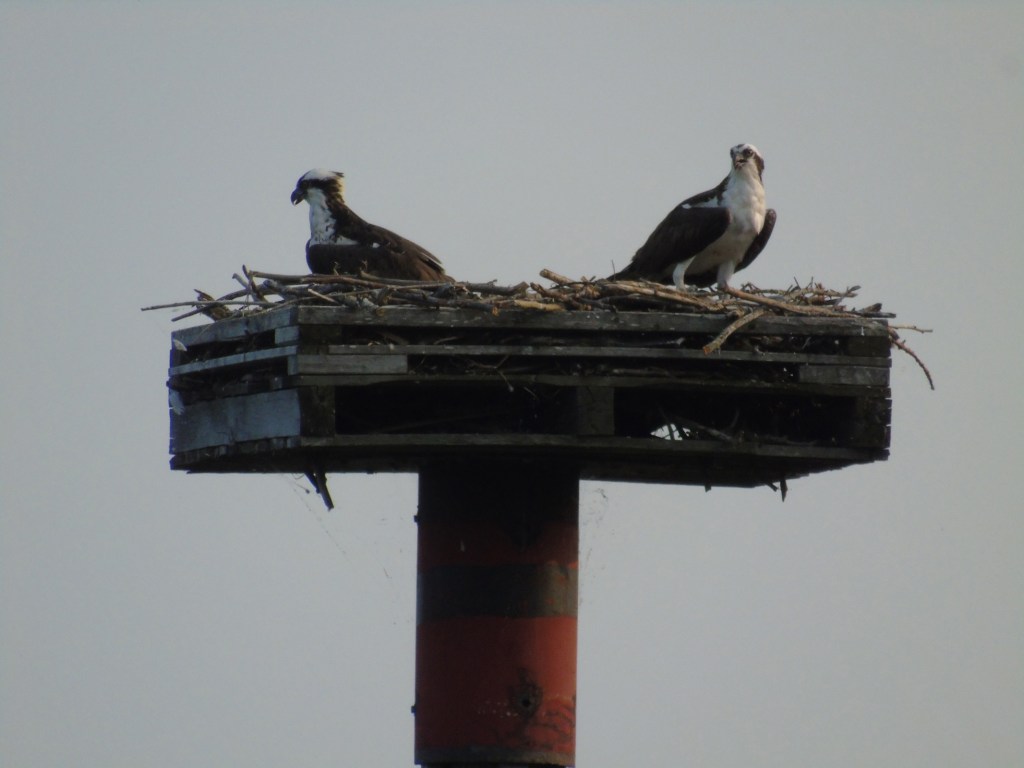 osprey_looking_away_from_each_other_ul