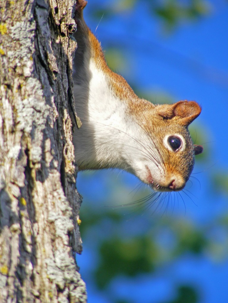 red_squirrel1_ul