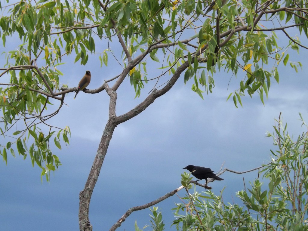 red_wing_waxwing1_ul