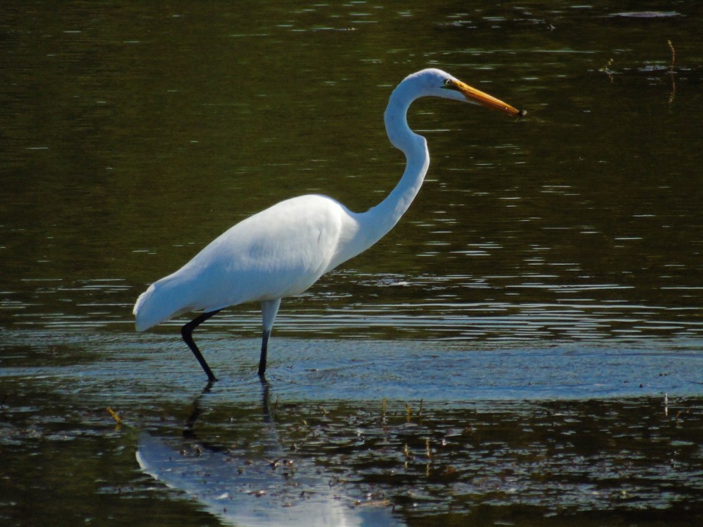 sept_egret12_ul
