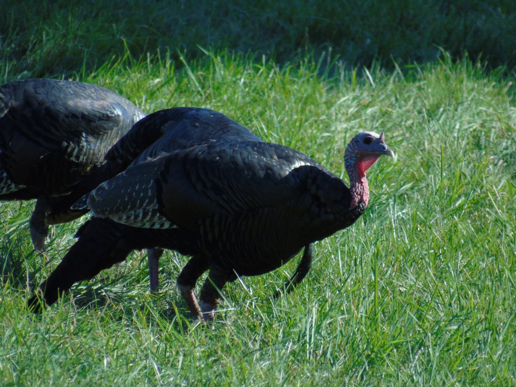 thanksgiving_season9_ul