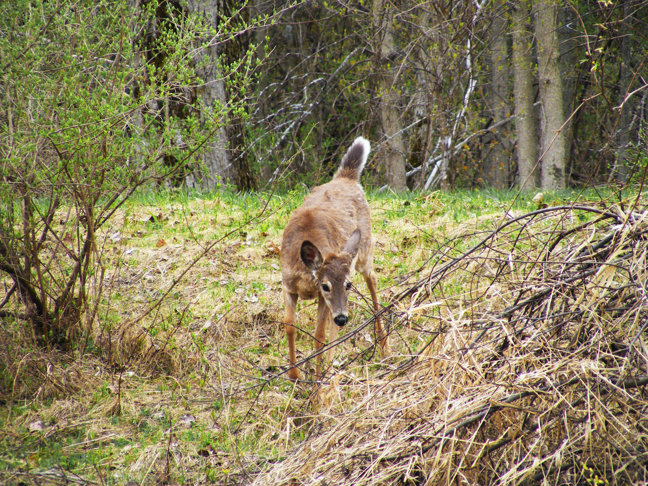 deer looking down hill_ul