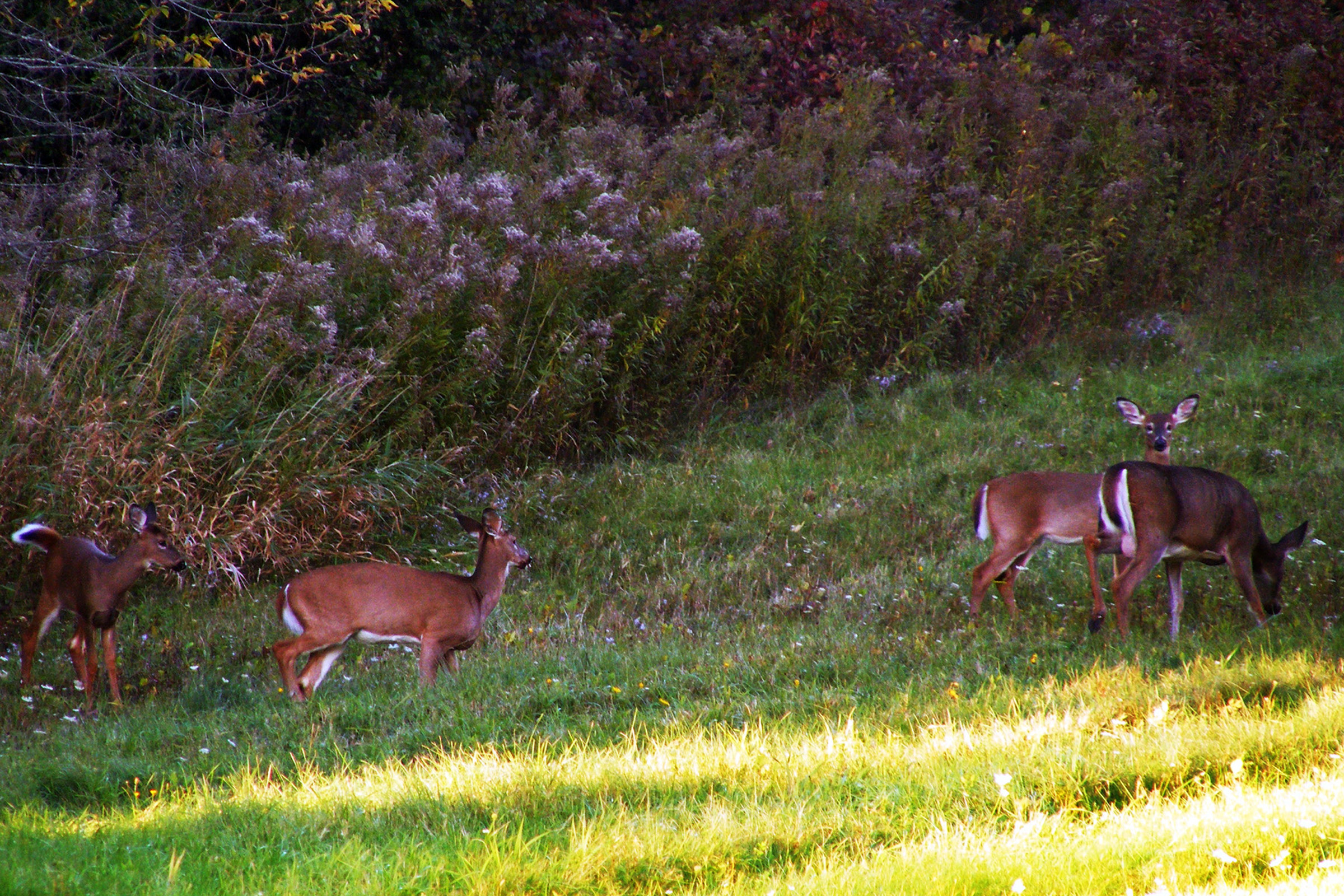 four_deer_in_october_ul
