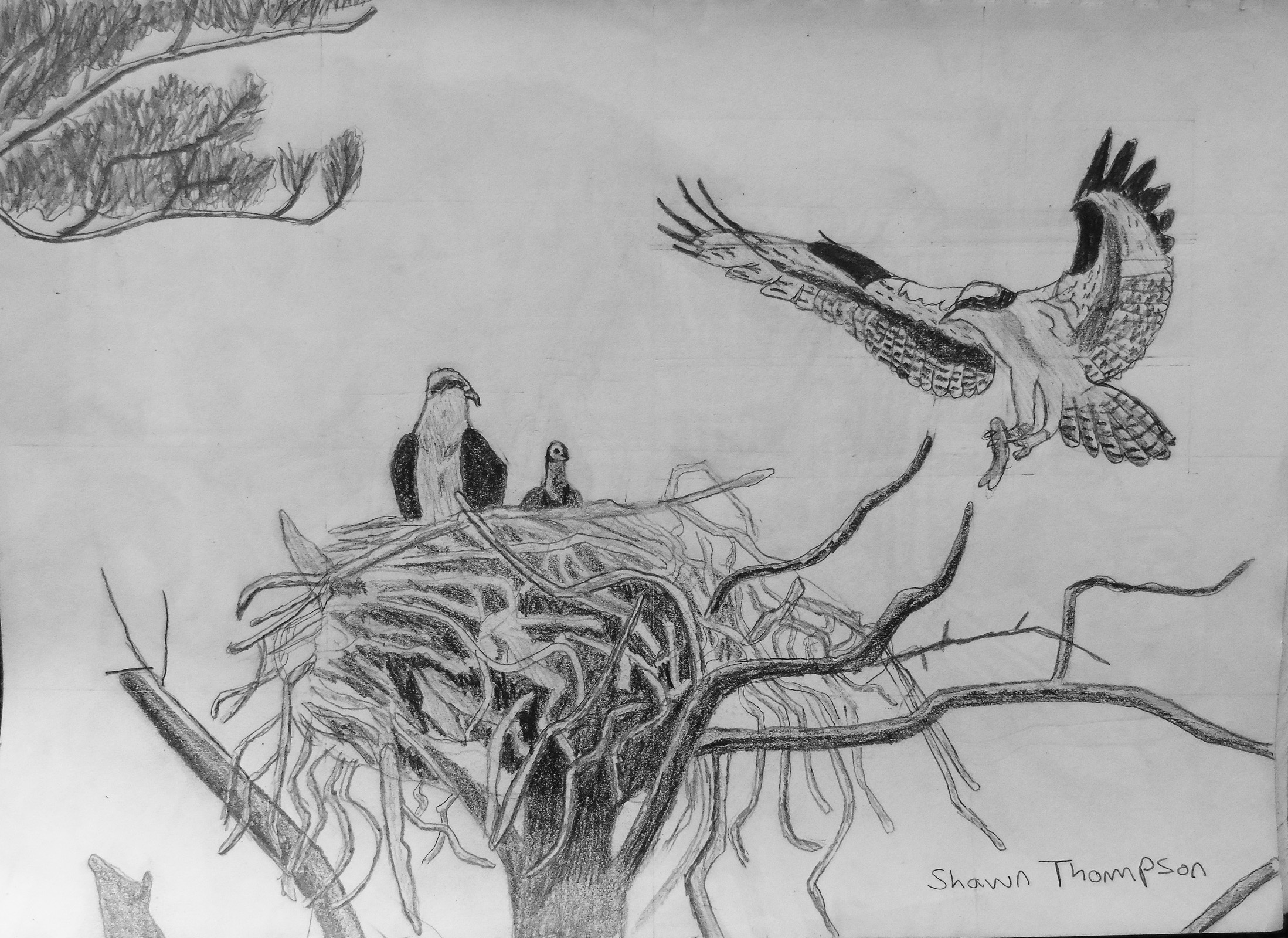 osprey_combined_with_grid_ul