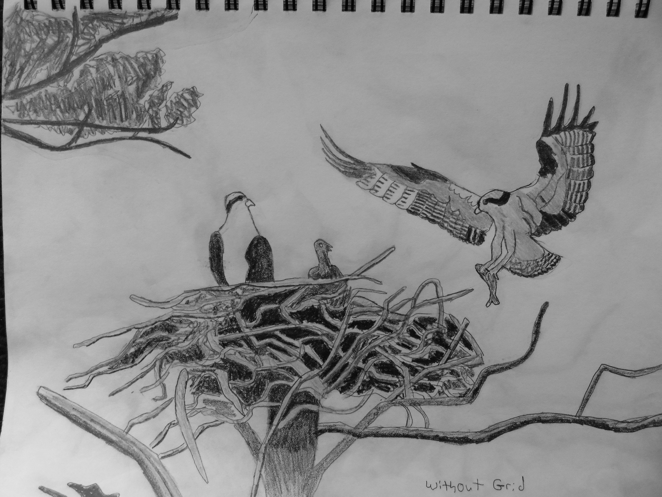 osprey_combined_without_grid_ul