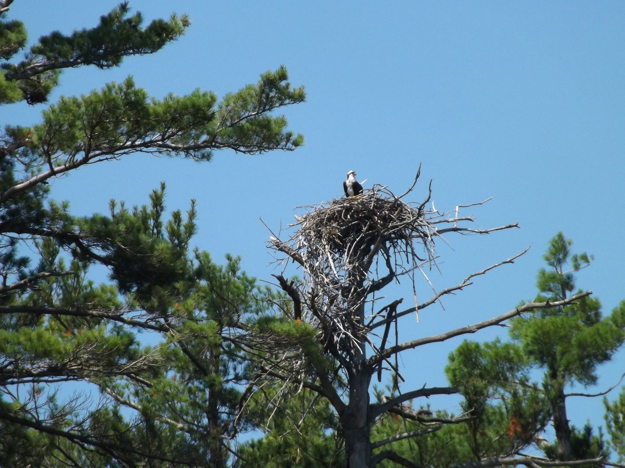 dads_osprey_in_nest_picture2_ul