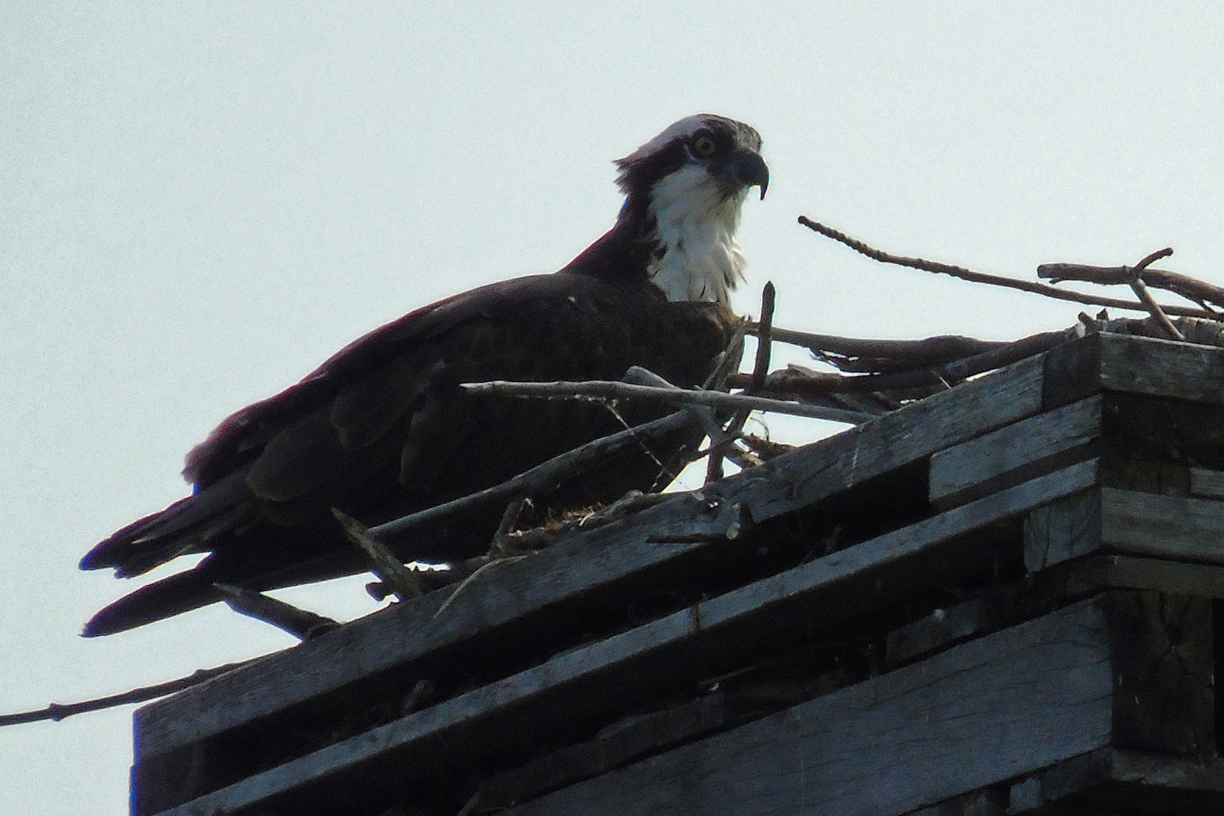Osprey_Closeup1_ul