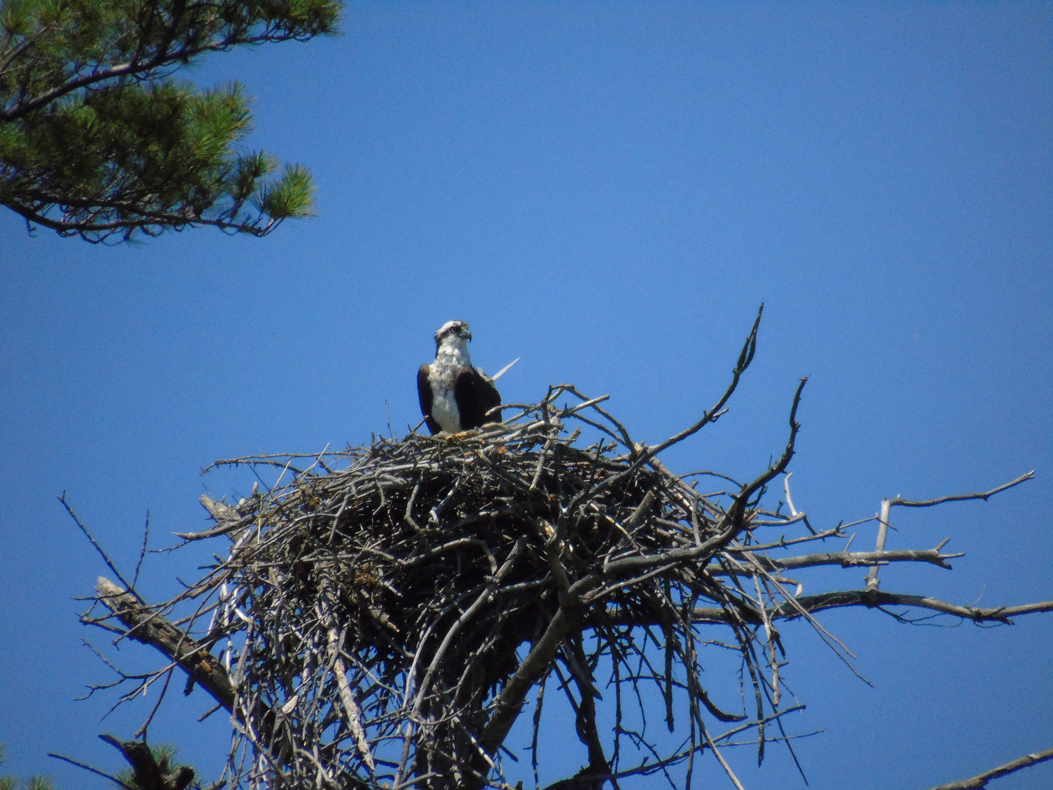 osprey_on_nest_ul