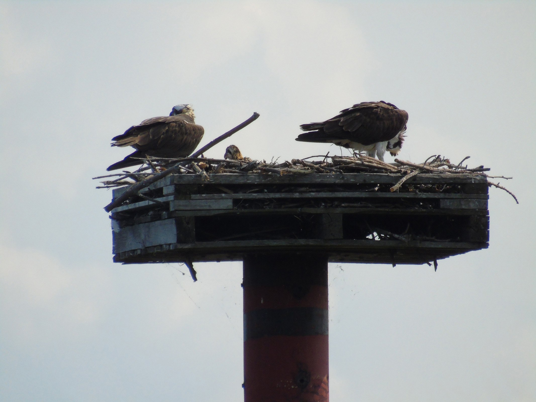 osprey_with_baby1_ul