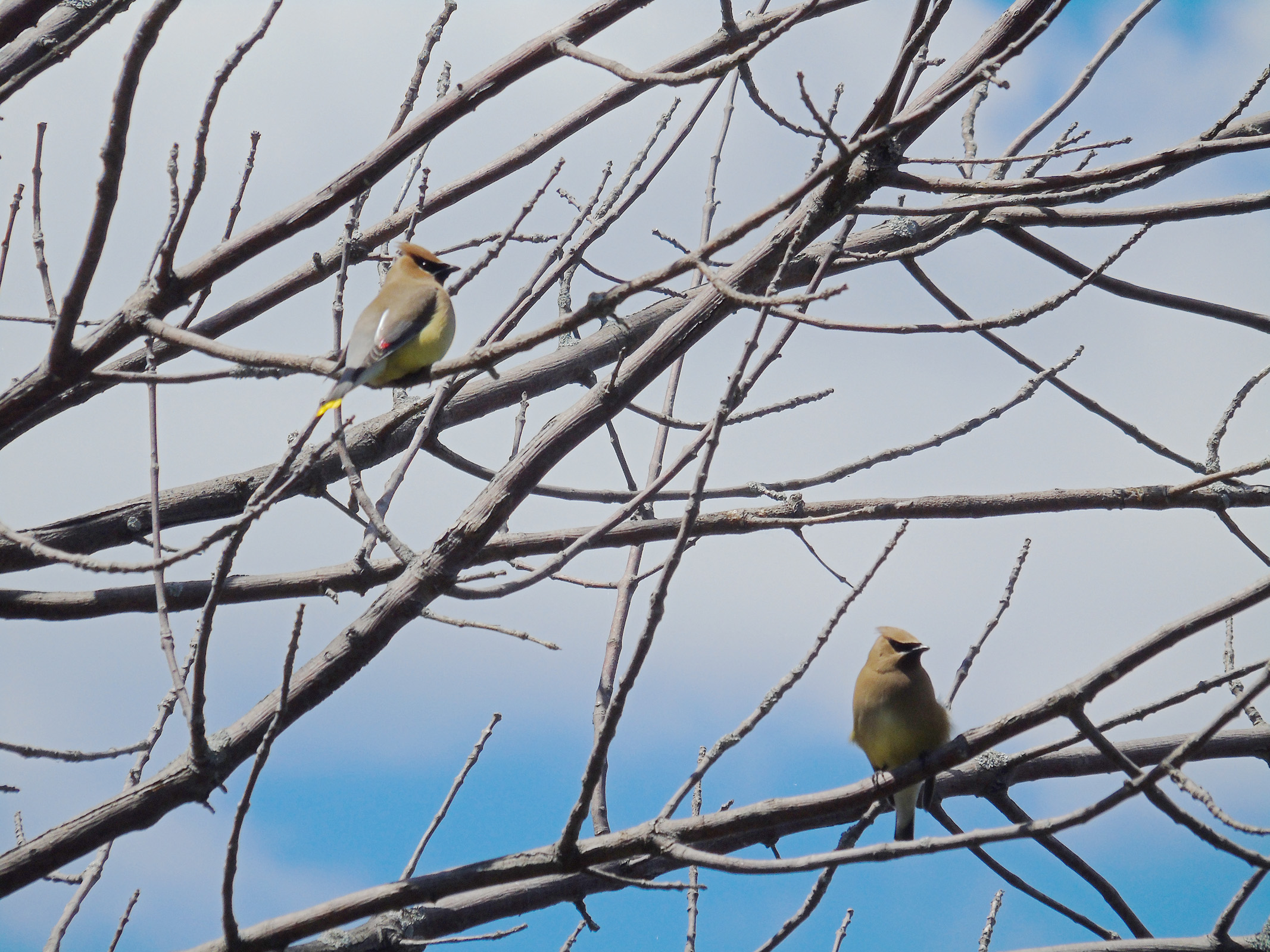 dead_tree_waxwings11_ul
