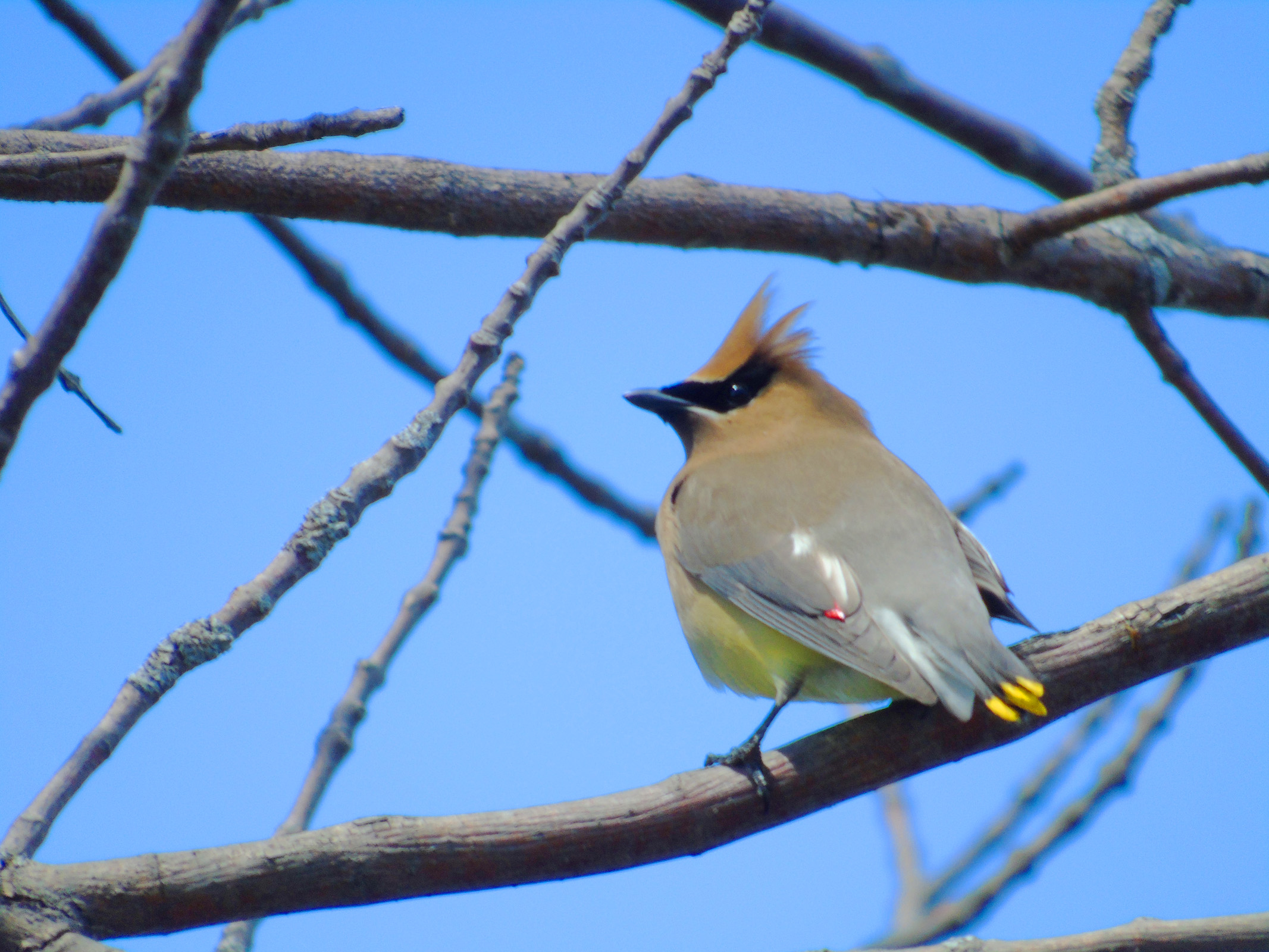 dead_tree_waxwings2_ul