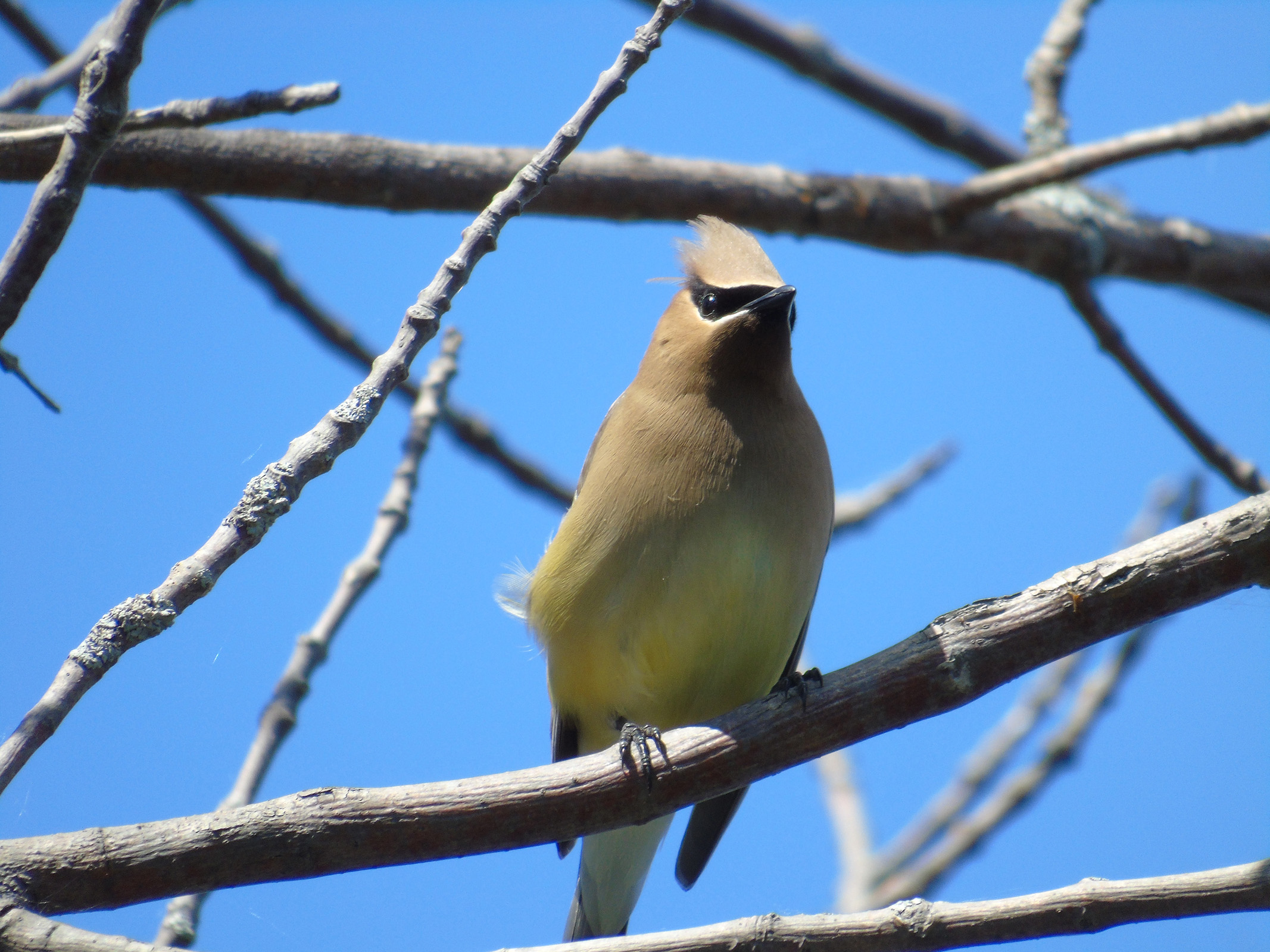 dead_tree_waxwings5_ul