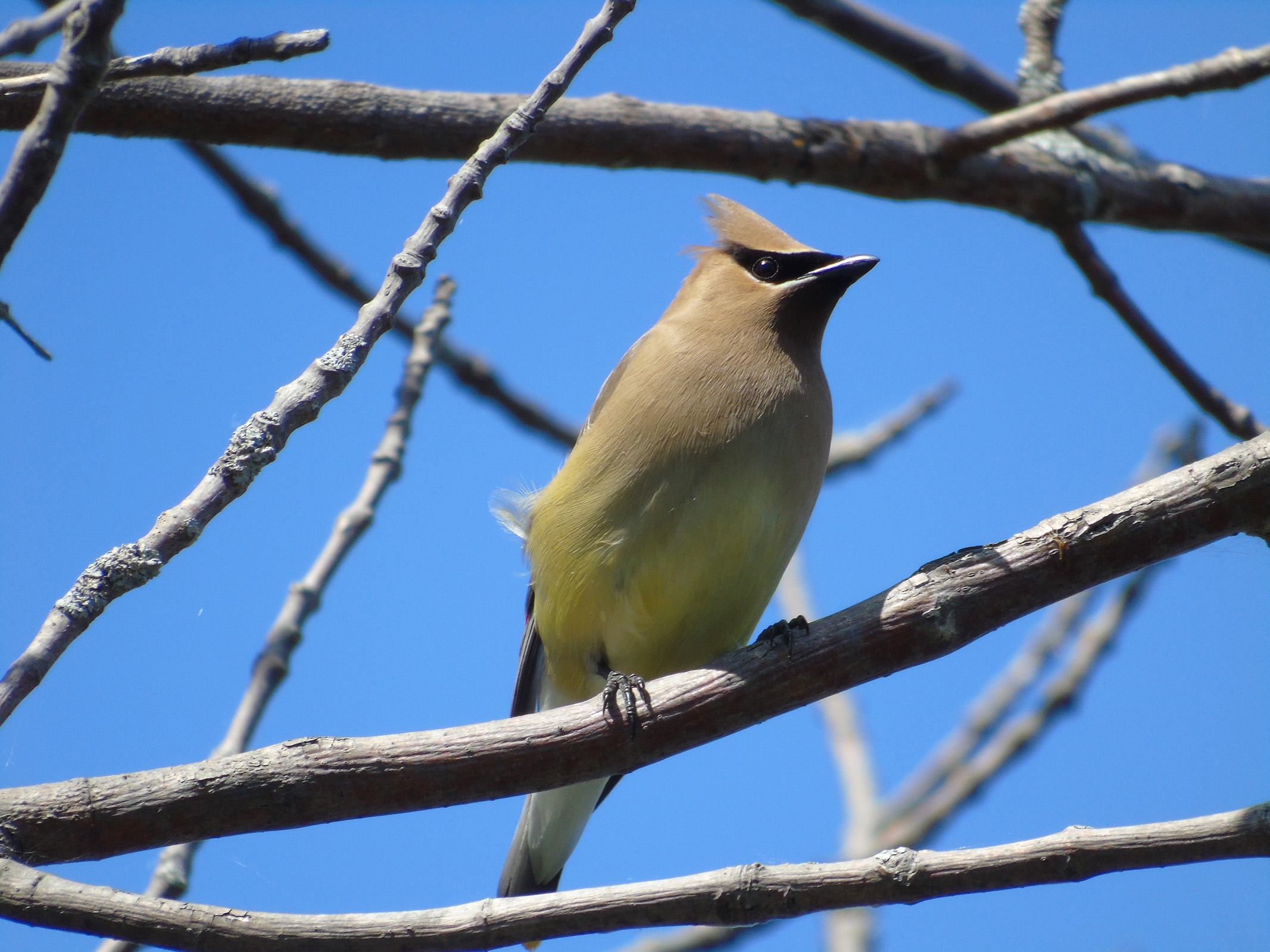 dead_tree_waxwings6_ul