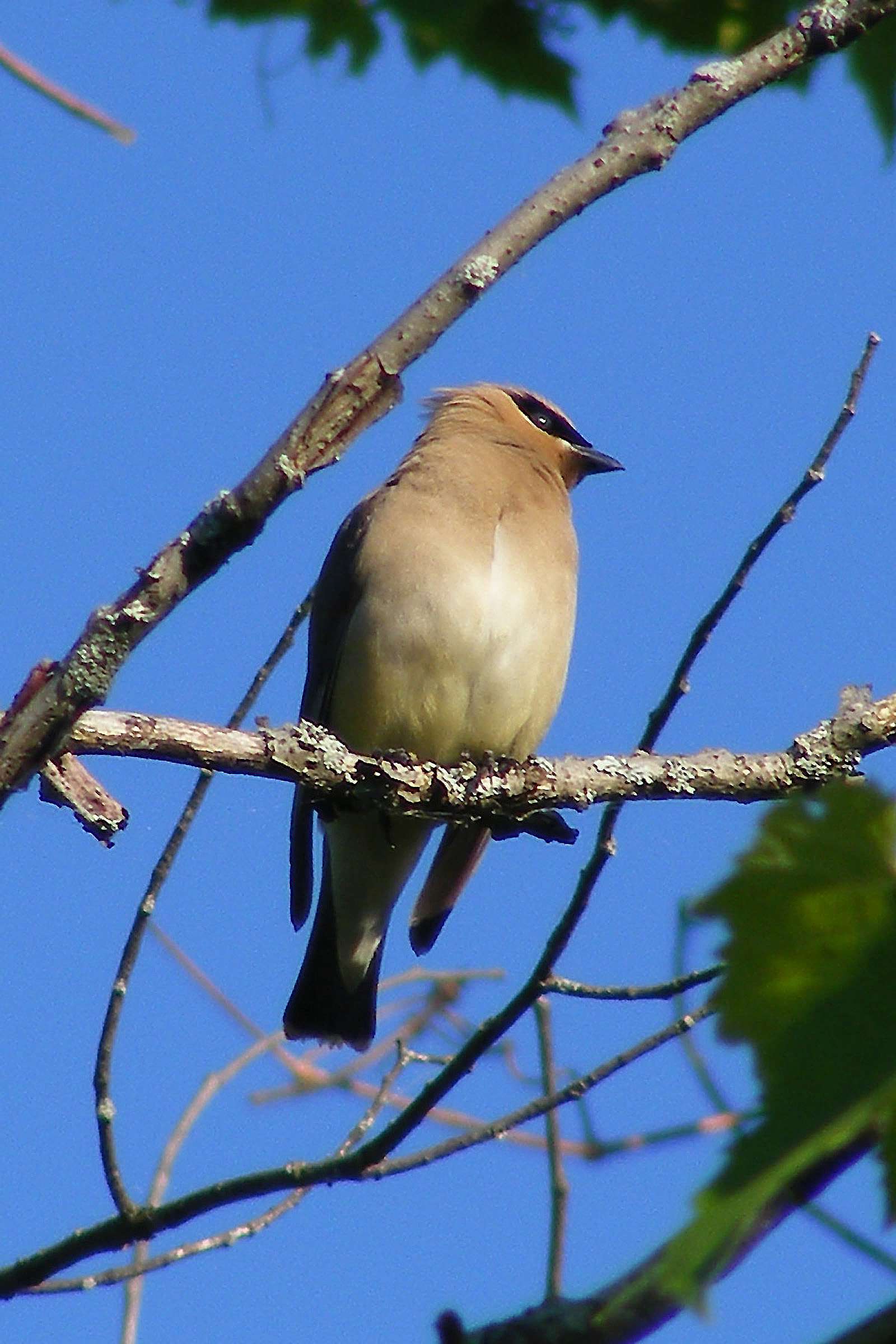 waxwing_profile2_ul