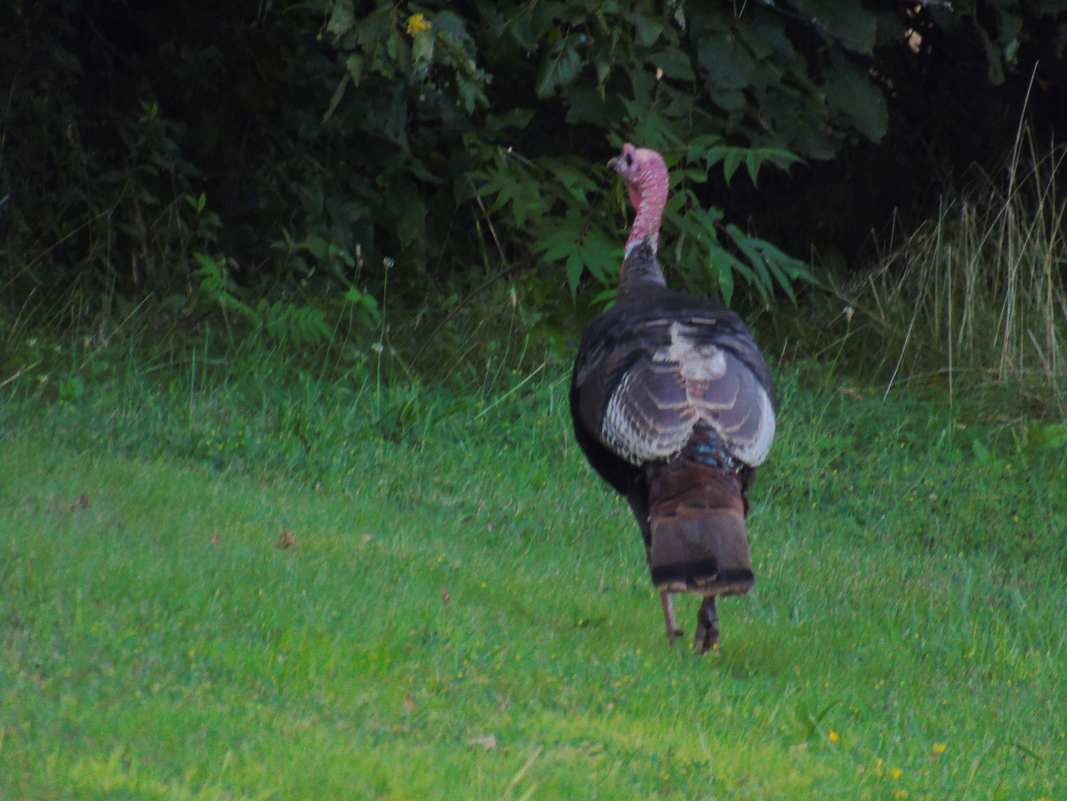 mille_roches_turkey8_ul