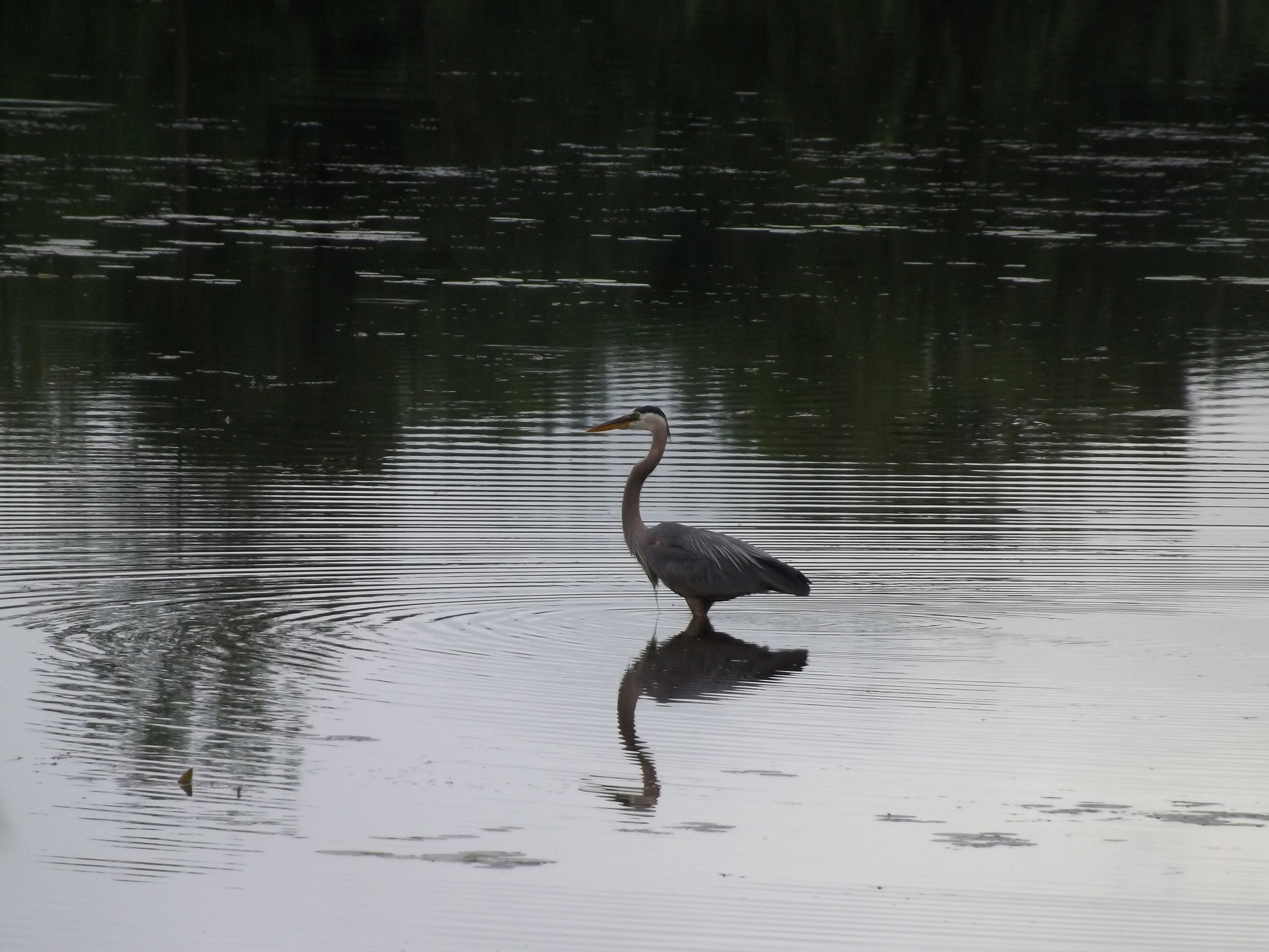 dads_blue_herron_picture3_ul