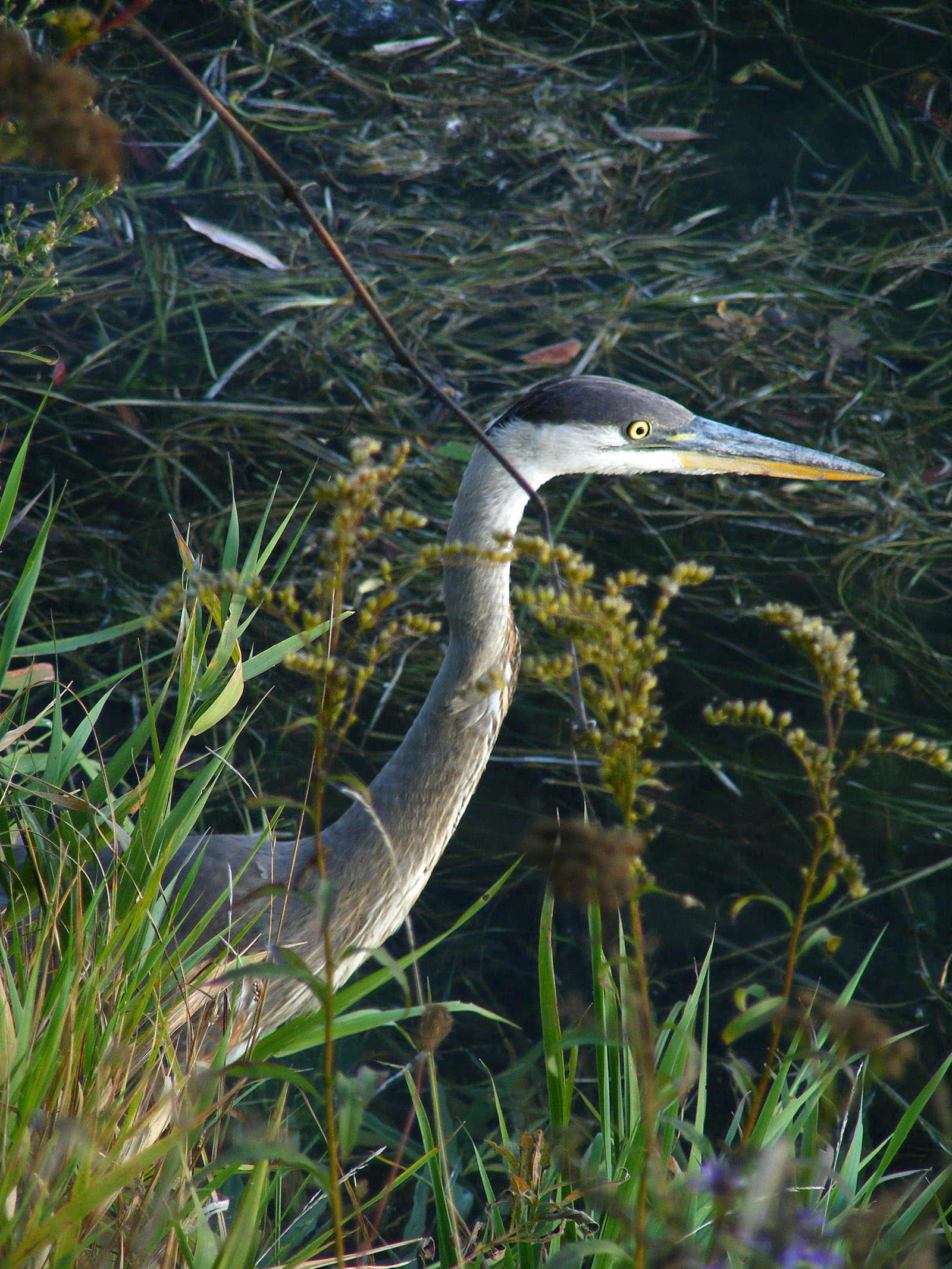 Lameroux_Heron2_ul