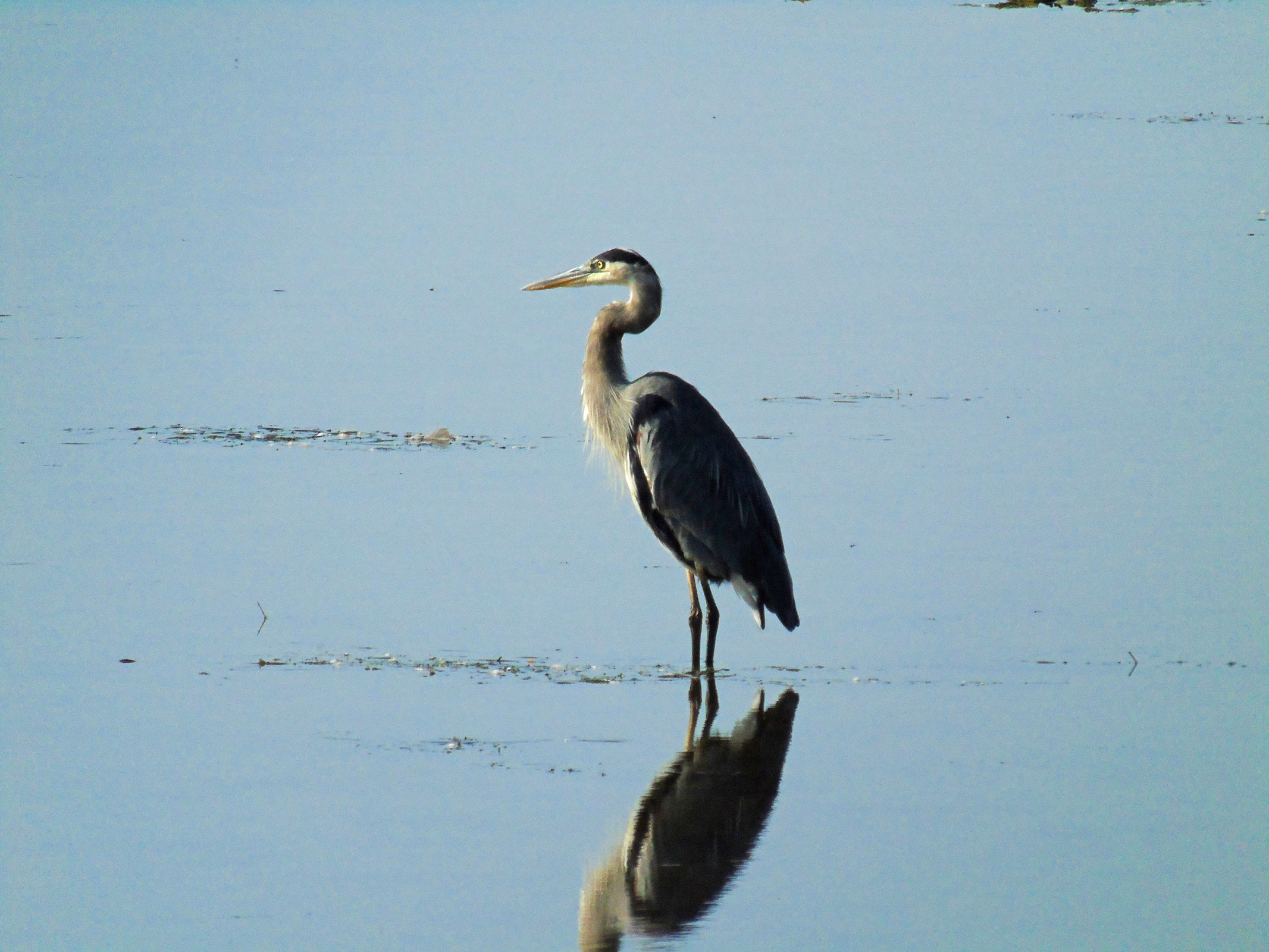 philpotts_heron8_ul