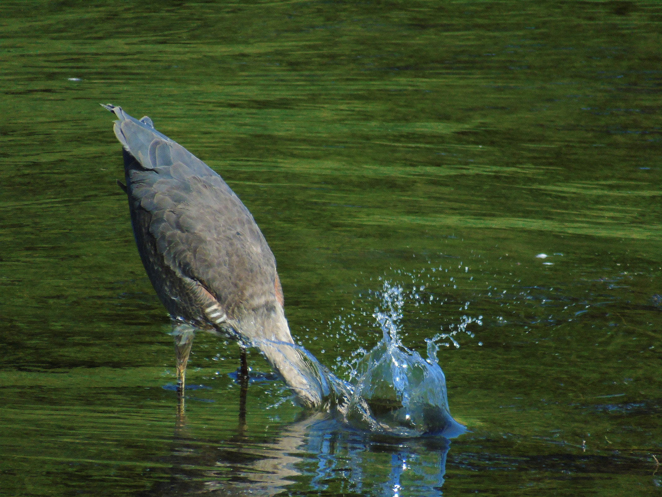 scruffy_heron_splash_ul