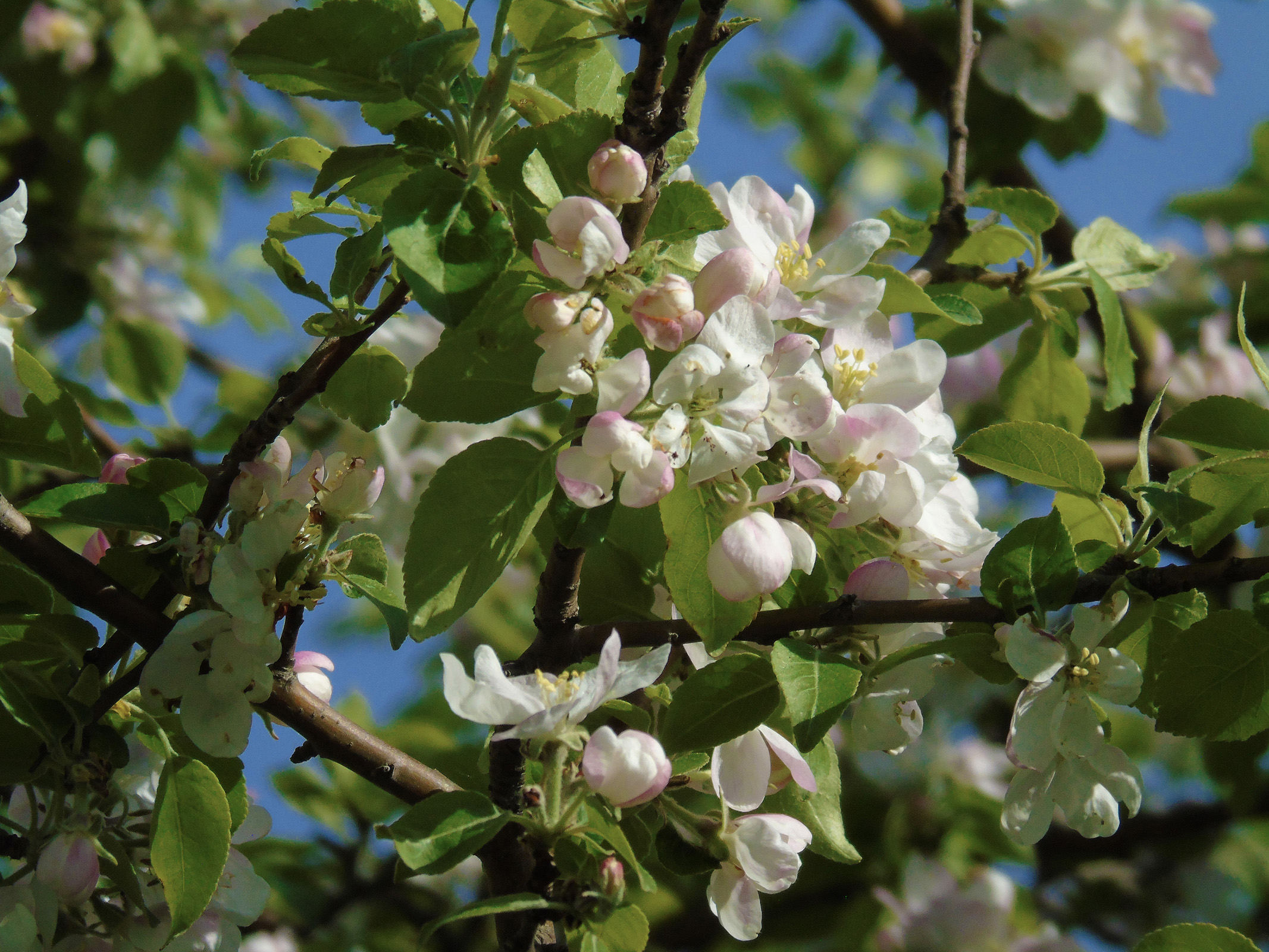 appleblossoms2019_3_ul