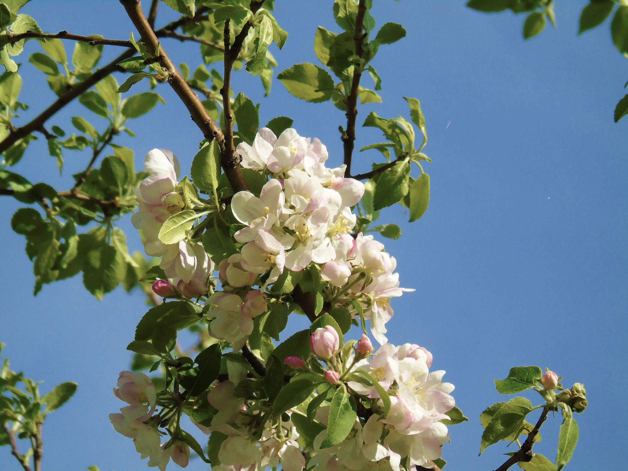 appleblossoms2019_5_2_ul