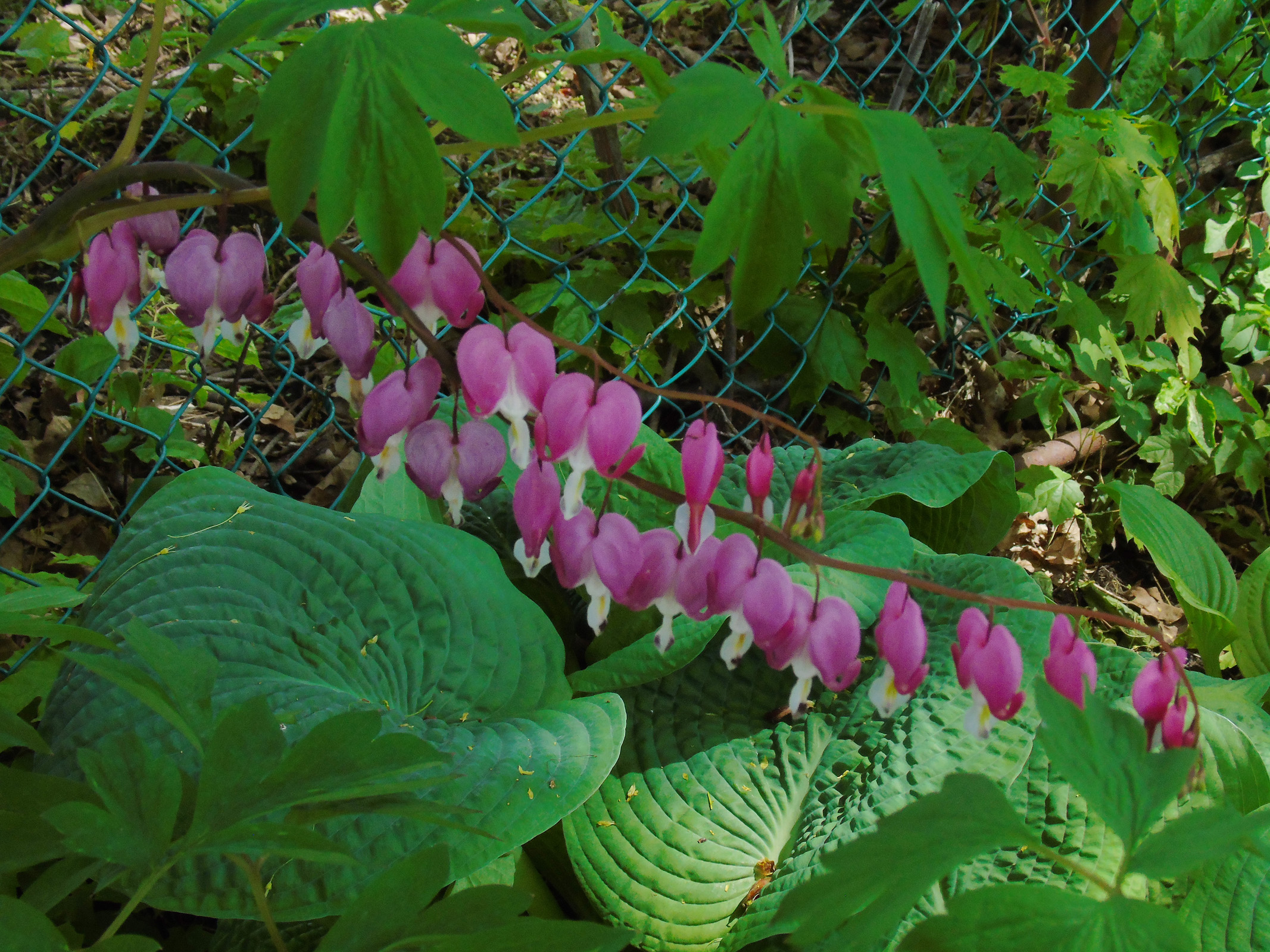 bleeding_heart2019_2_ul