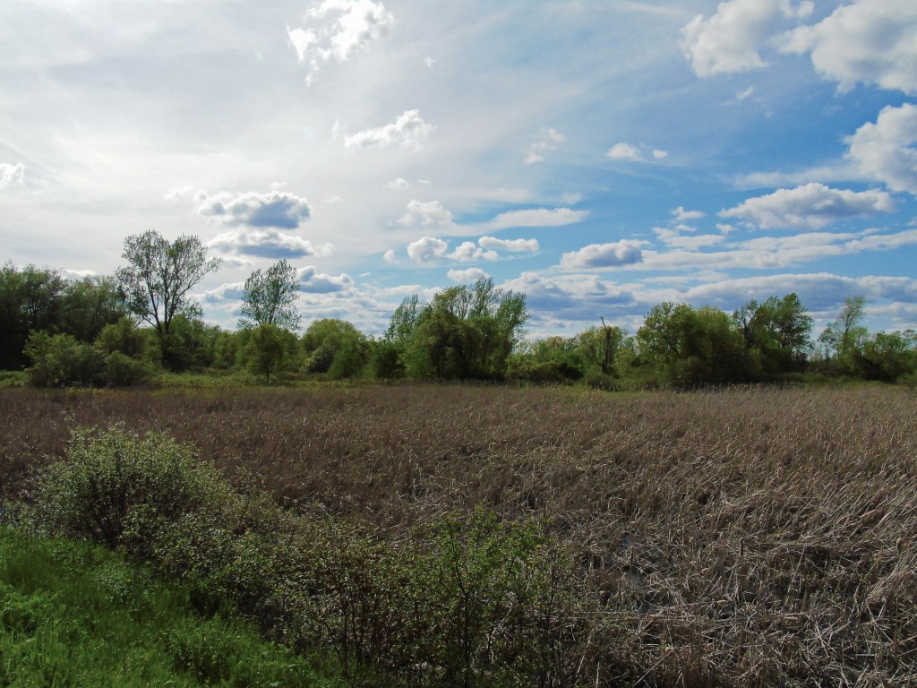 causway_marsh_sky_ul