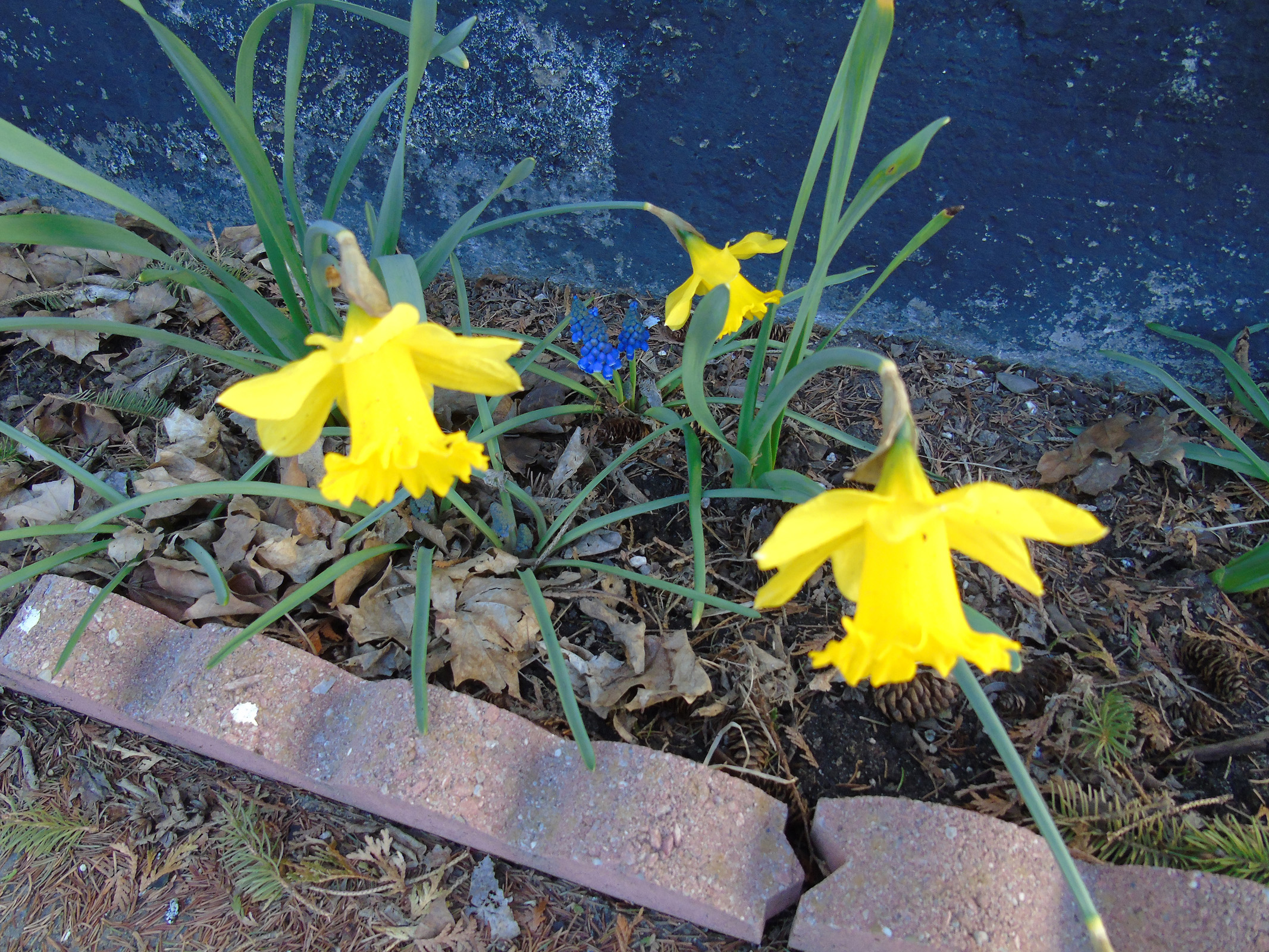 daffodils_muscari2_ul