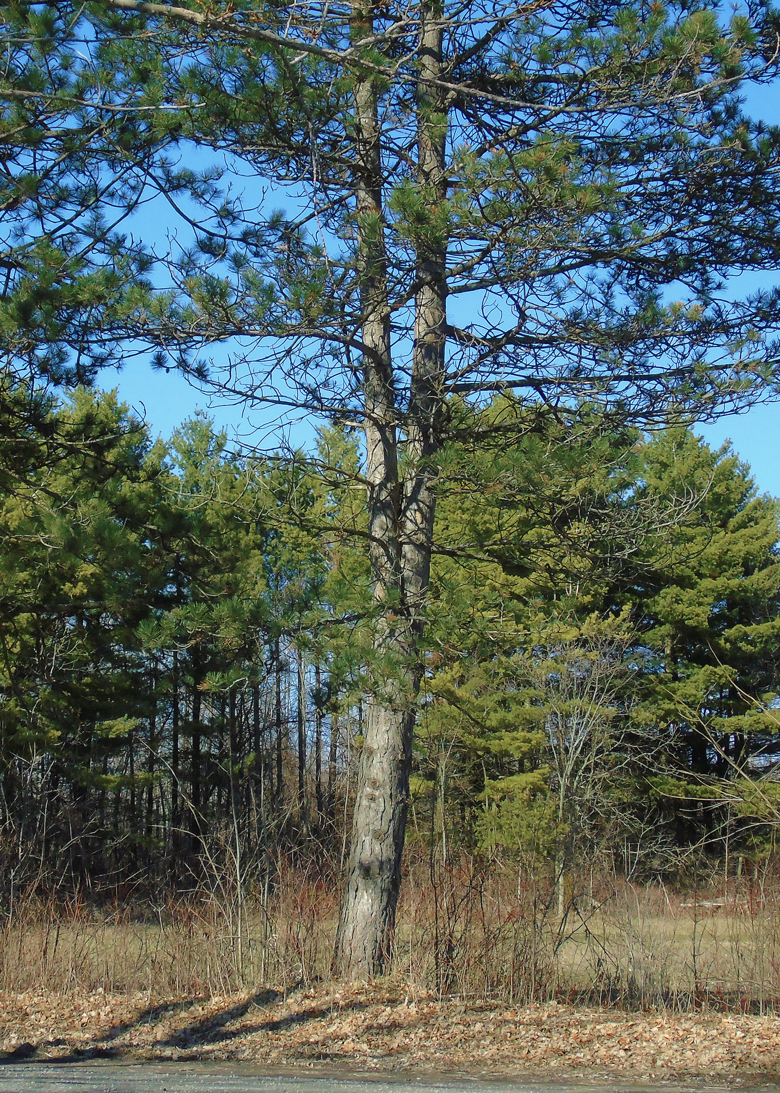 noble_firs_ault_beach2_ul