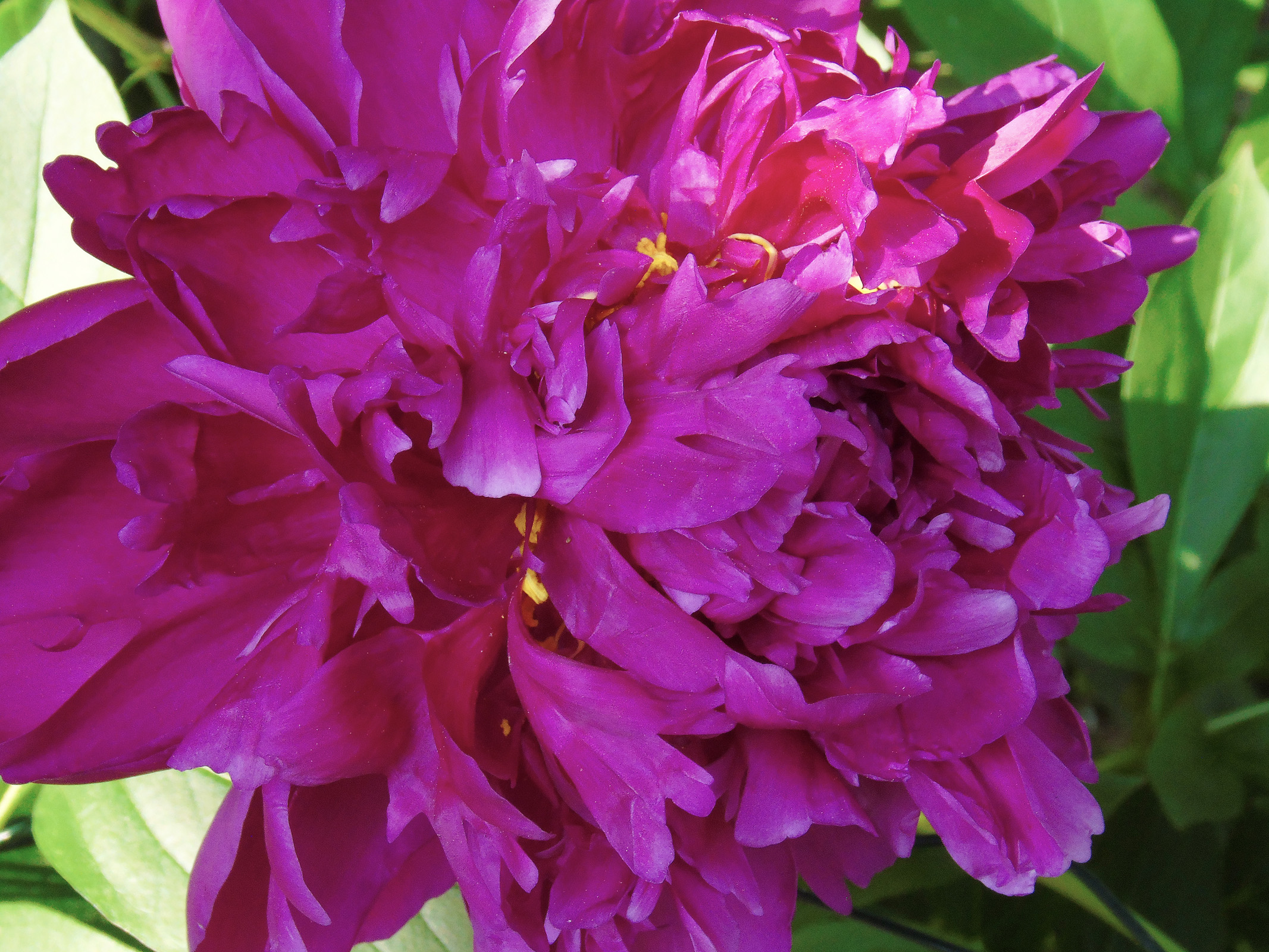 peony_mountain3_ul