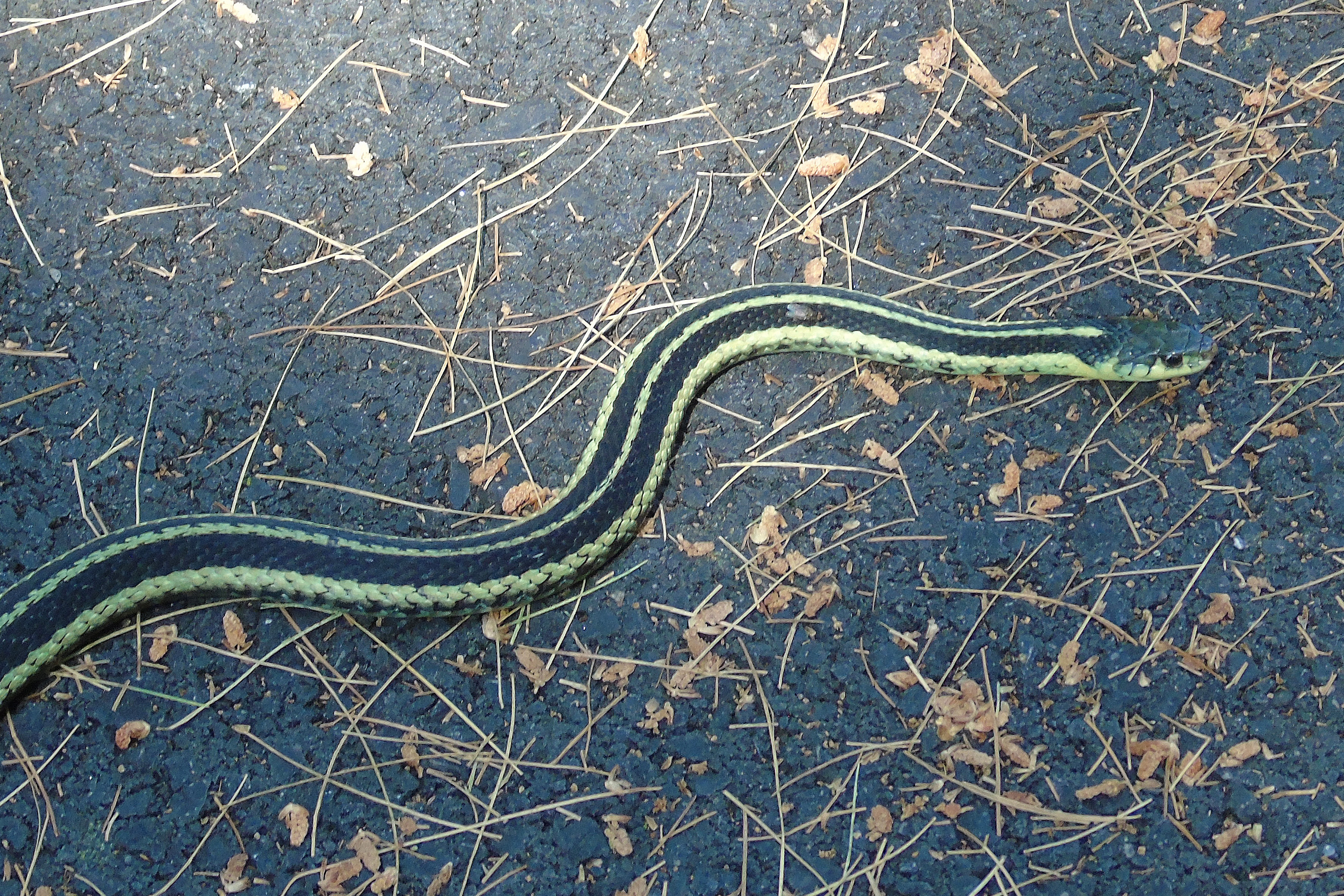 summer_garter_2_crop_ul