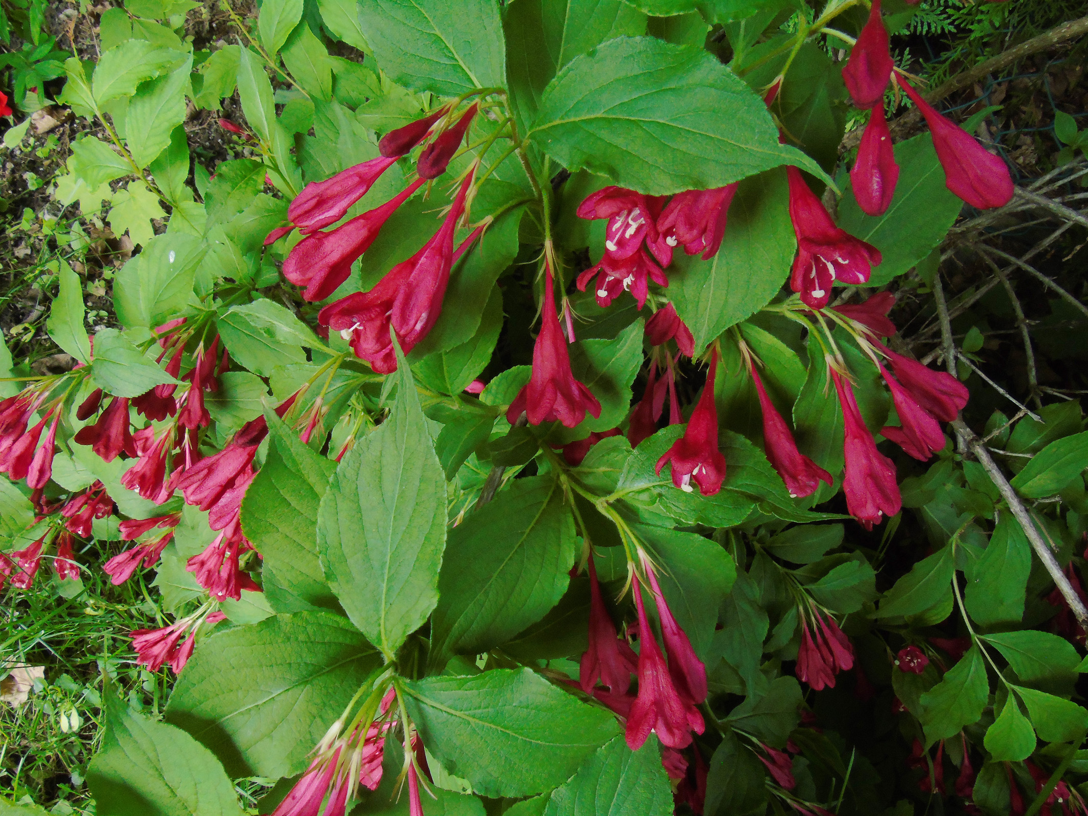 weigelia_2019close5_ul