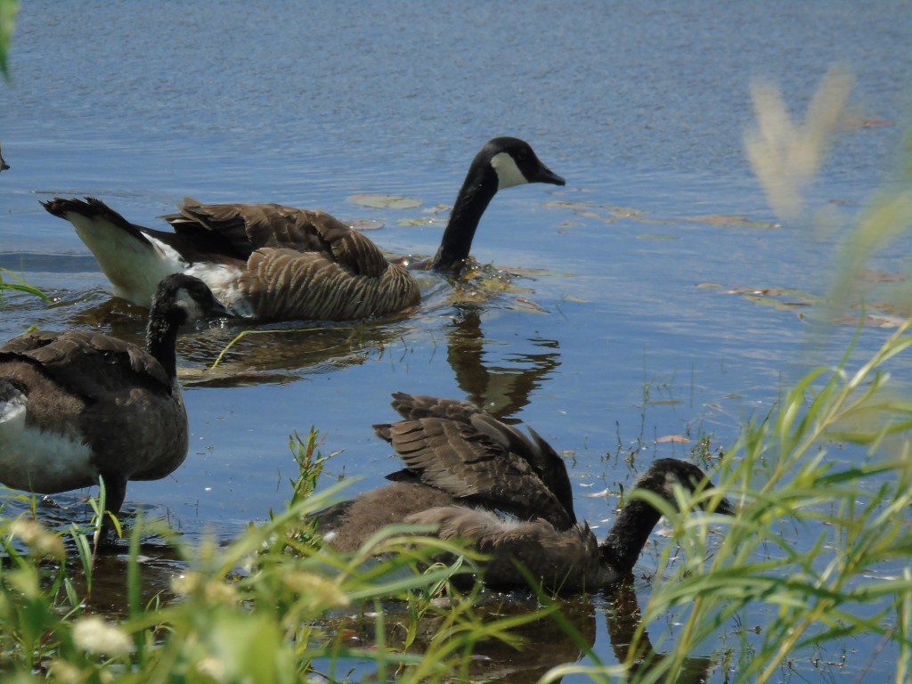 canadageese2019_6_ul
