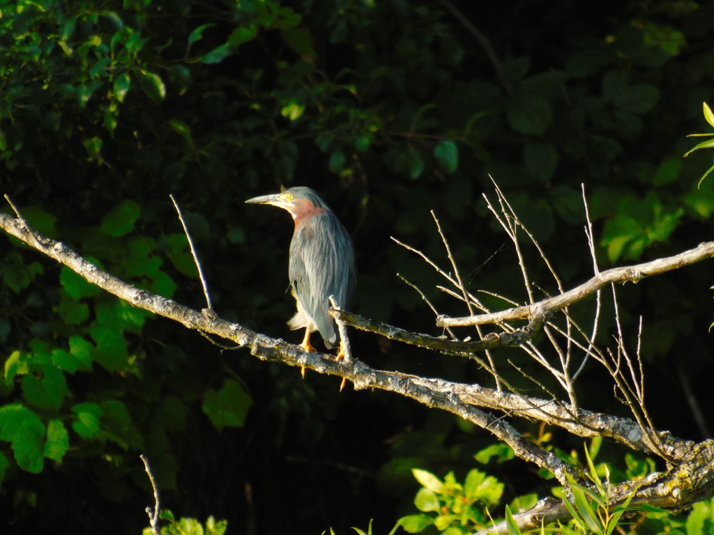 green_heron_branch5_ul