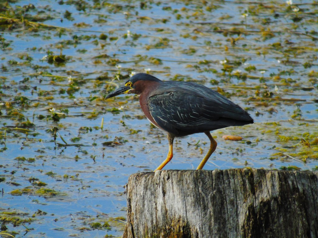 green_heron_stump7_ul