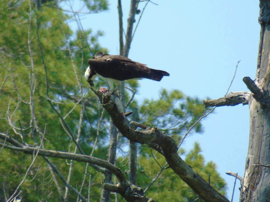 osprey_fish_2019_crop_ul