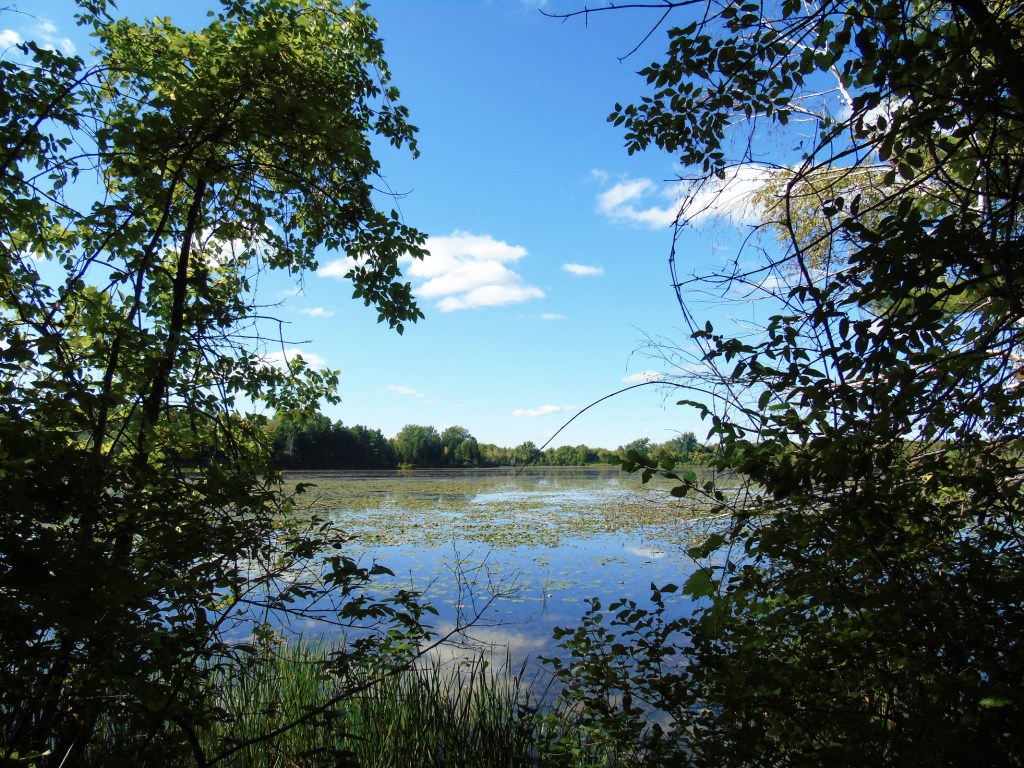 through_the_trees2_ul