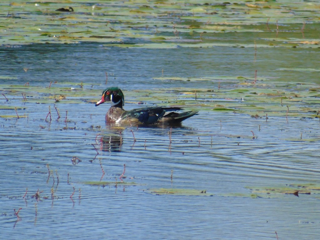 woodduck_crop2_ul