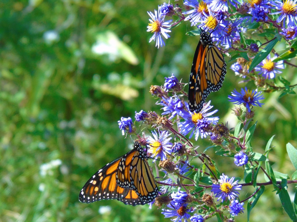 2 Monarch
