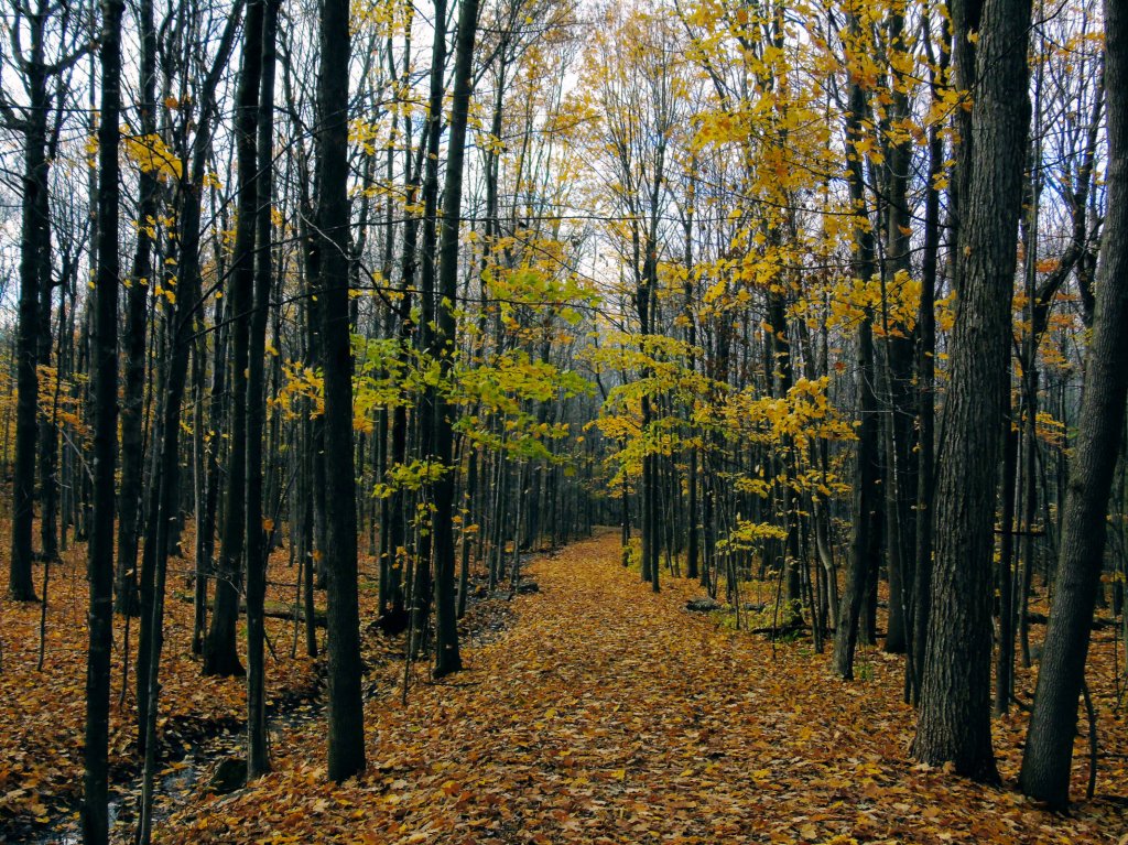 yellow_trail_east3_ul