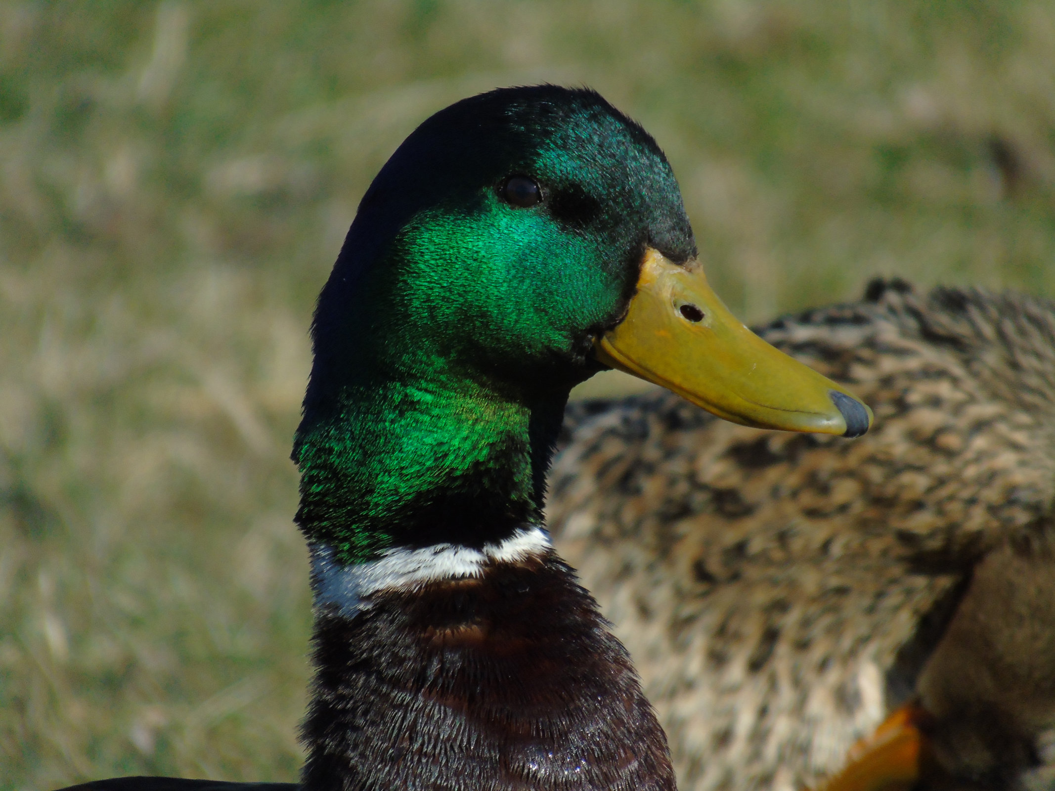 Mallard face